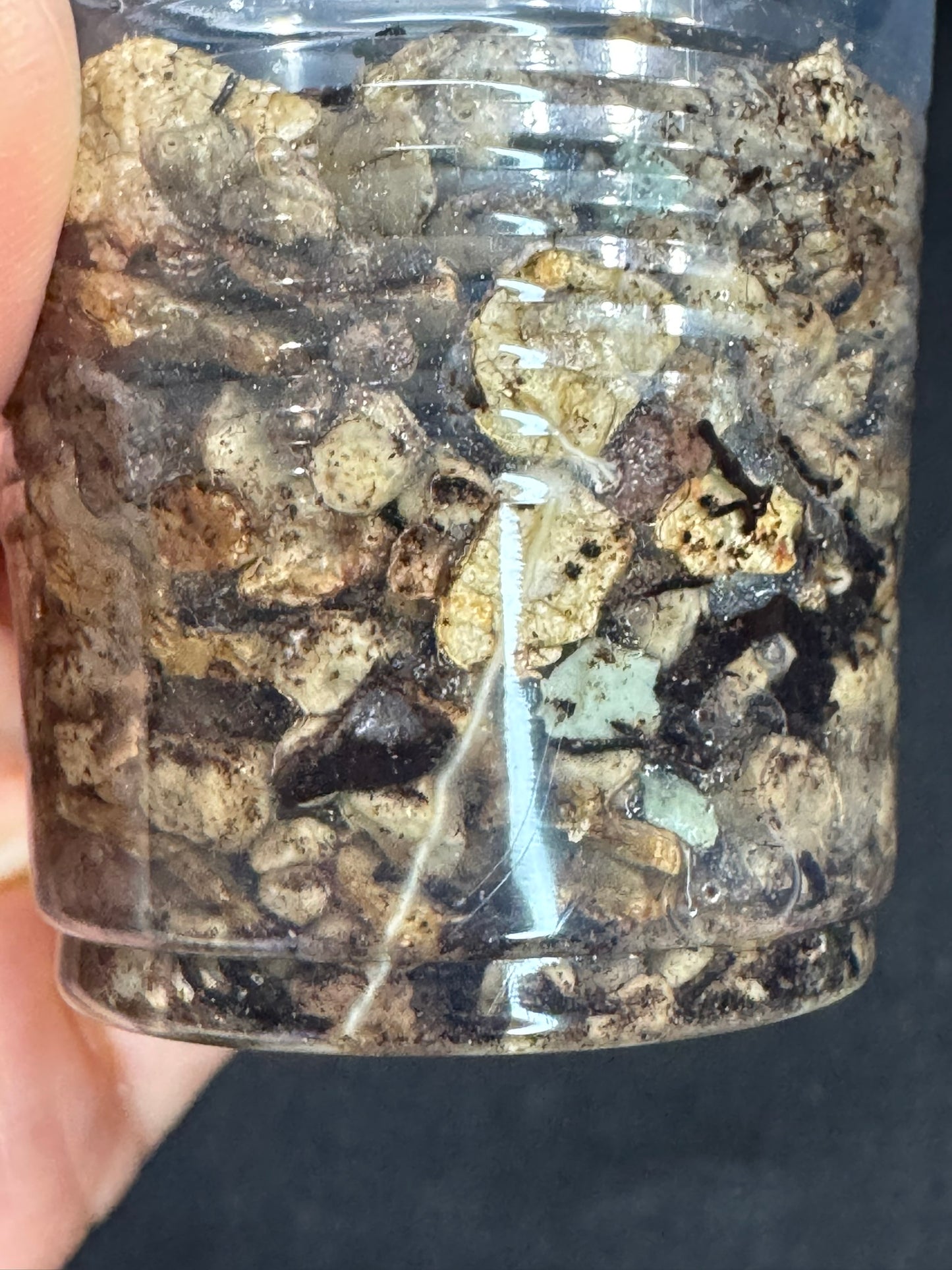 Hoya mathilde variegated, small leaves with nice variegation