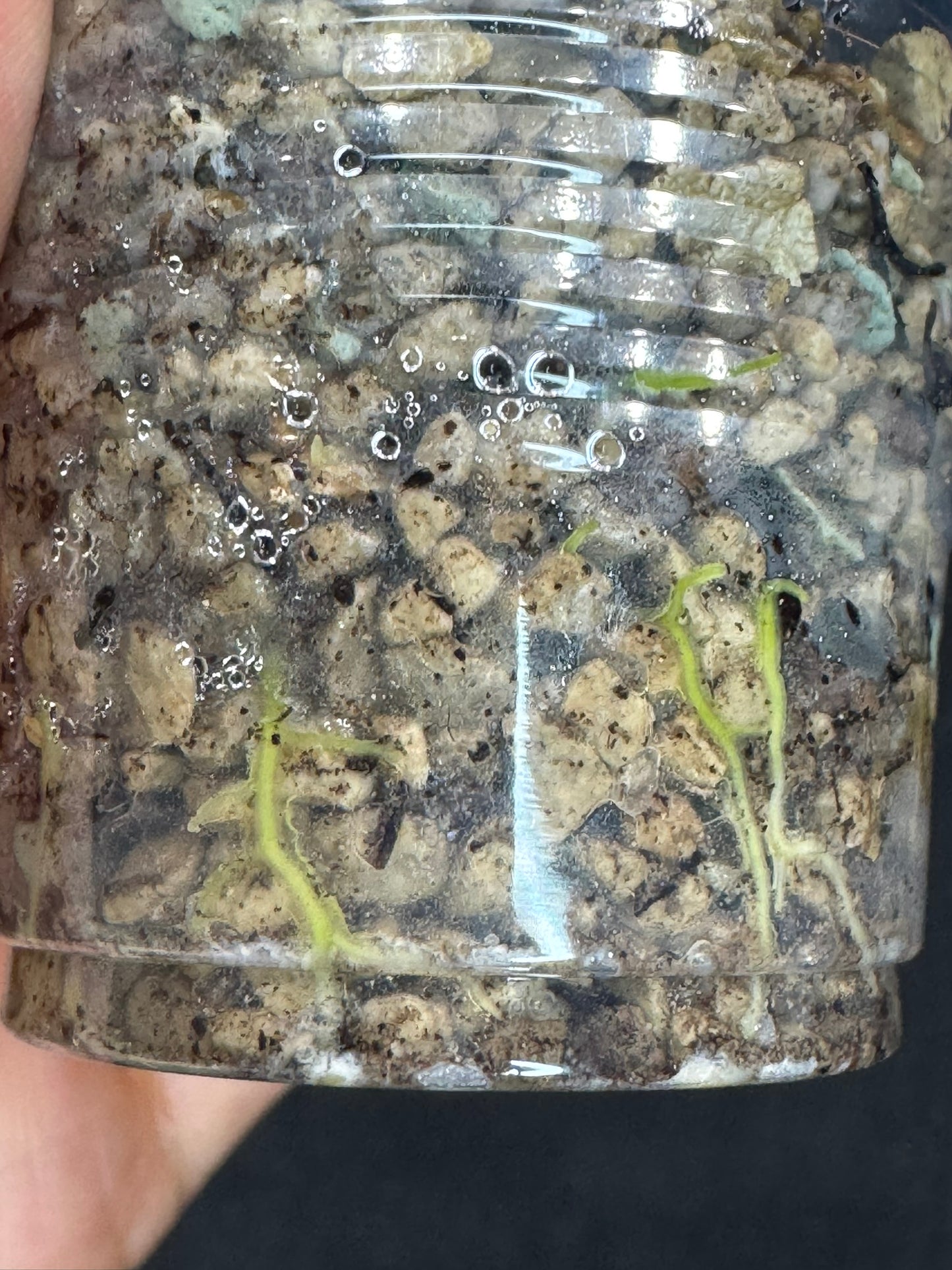 Hoya gunung gading ghost GGG, nice veins and splashy/silvery leaves