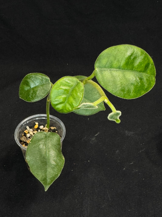 Hoya lauterbachii (Giant Wax Plant),fuzzy new leaves