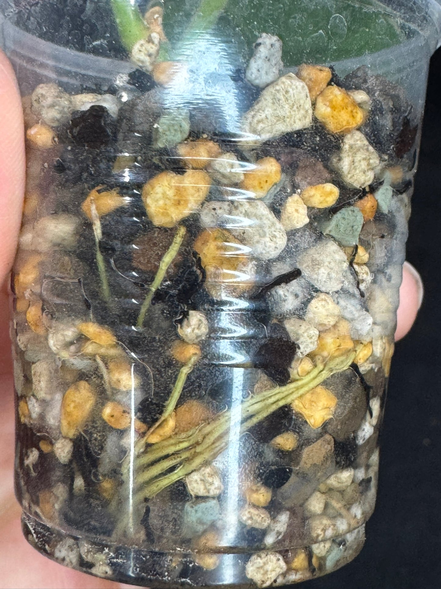 Hoya lauterbachii (Giant Wax Plant),fuzzy new leaves