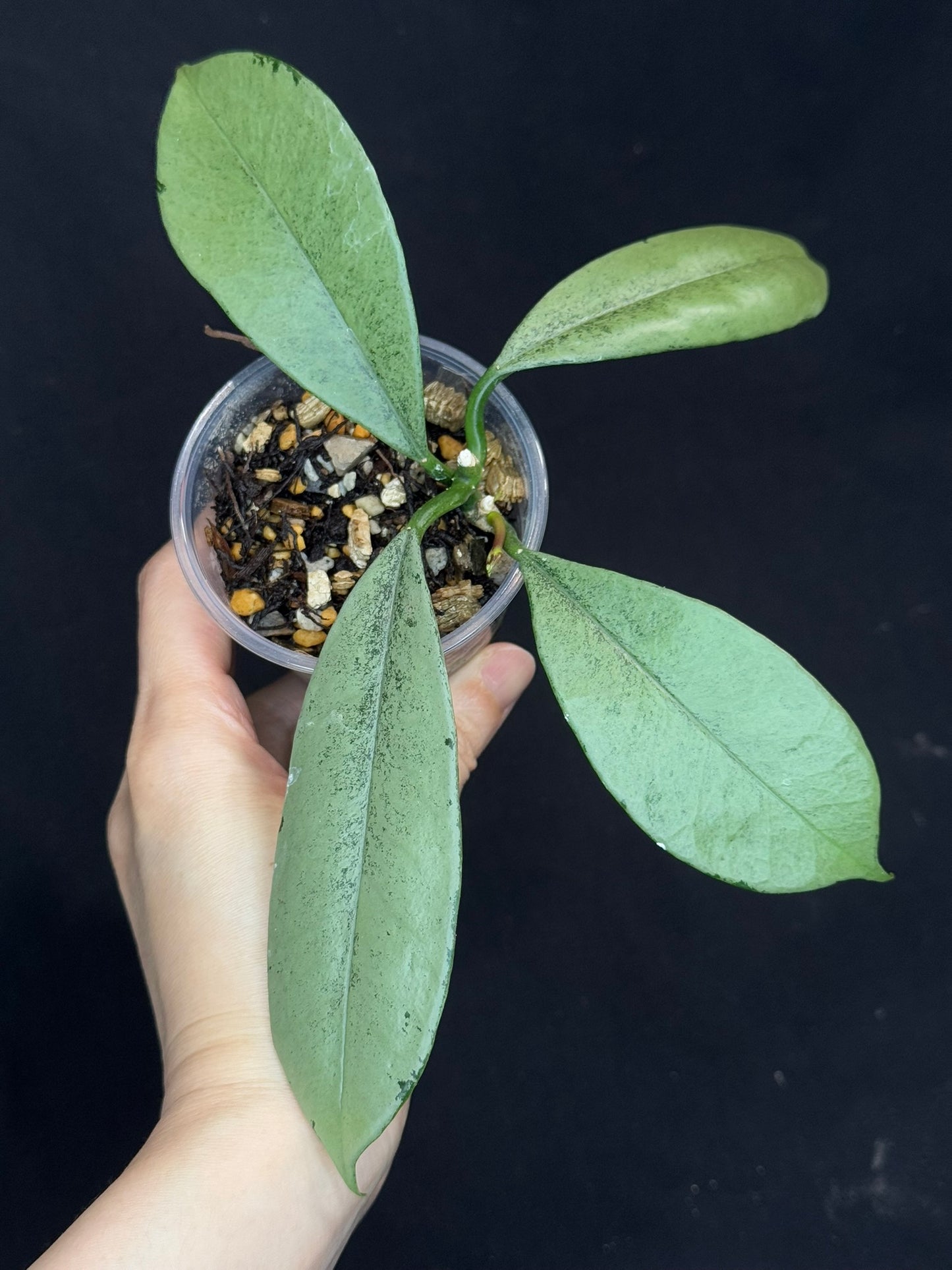 Hoya griffithii silver, two growths with new growth, rare