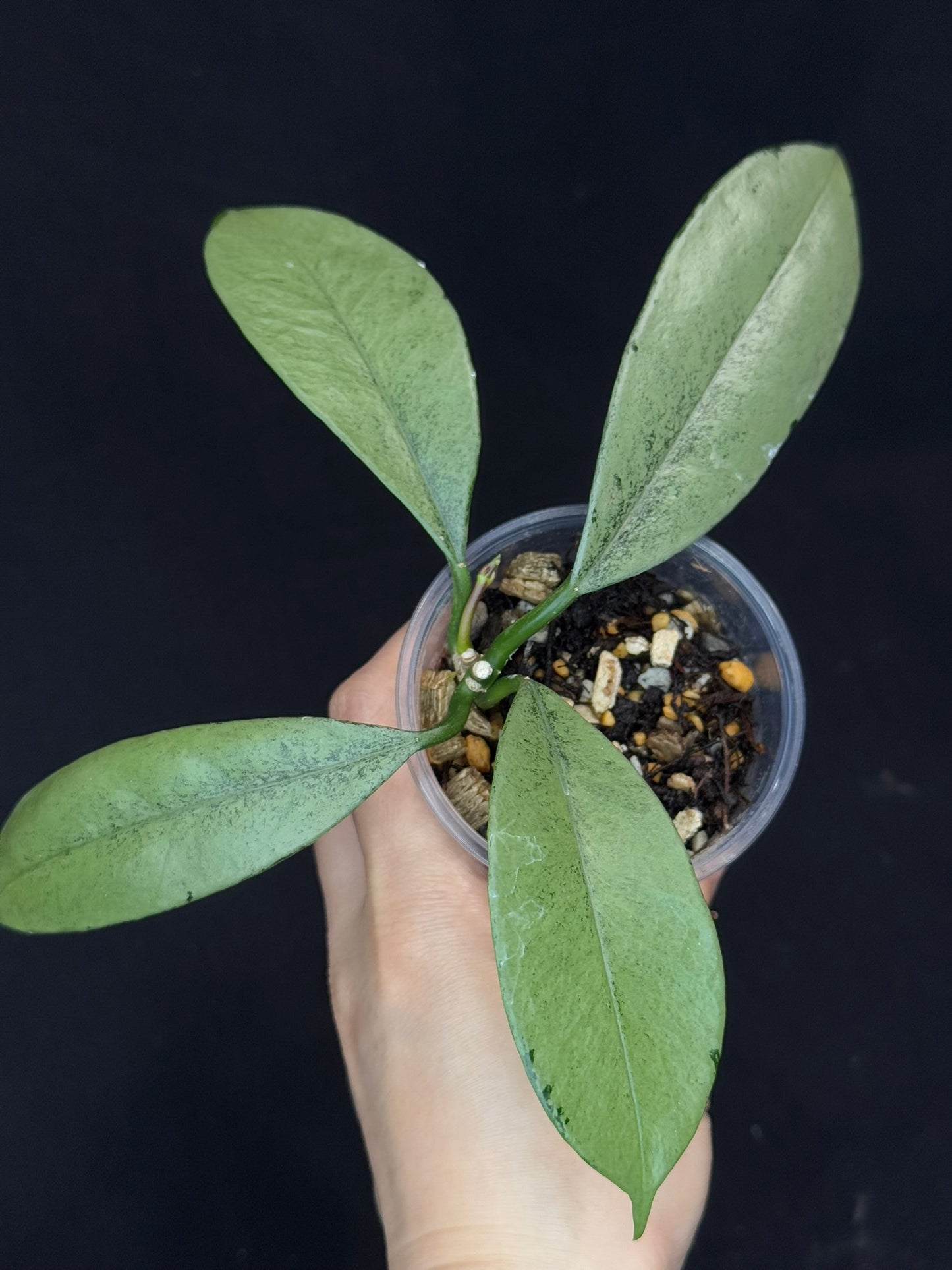 Hoya griffithii silver, two growths with new growth, rare