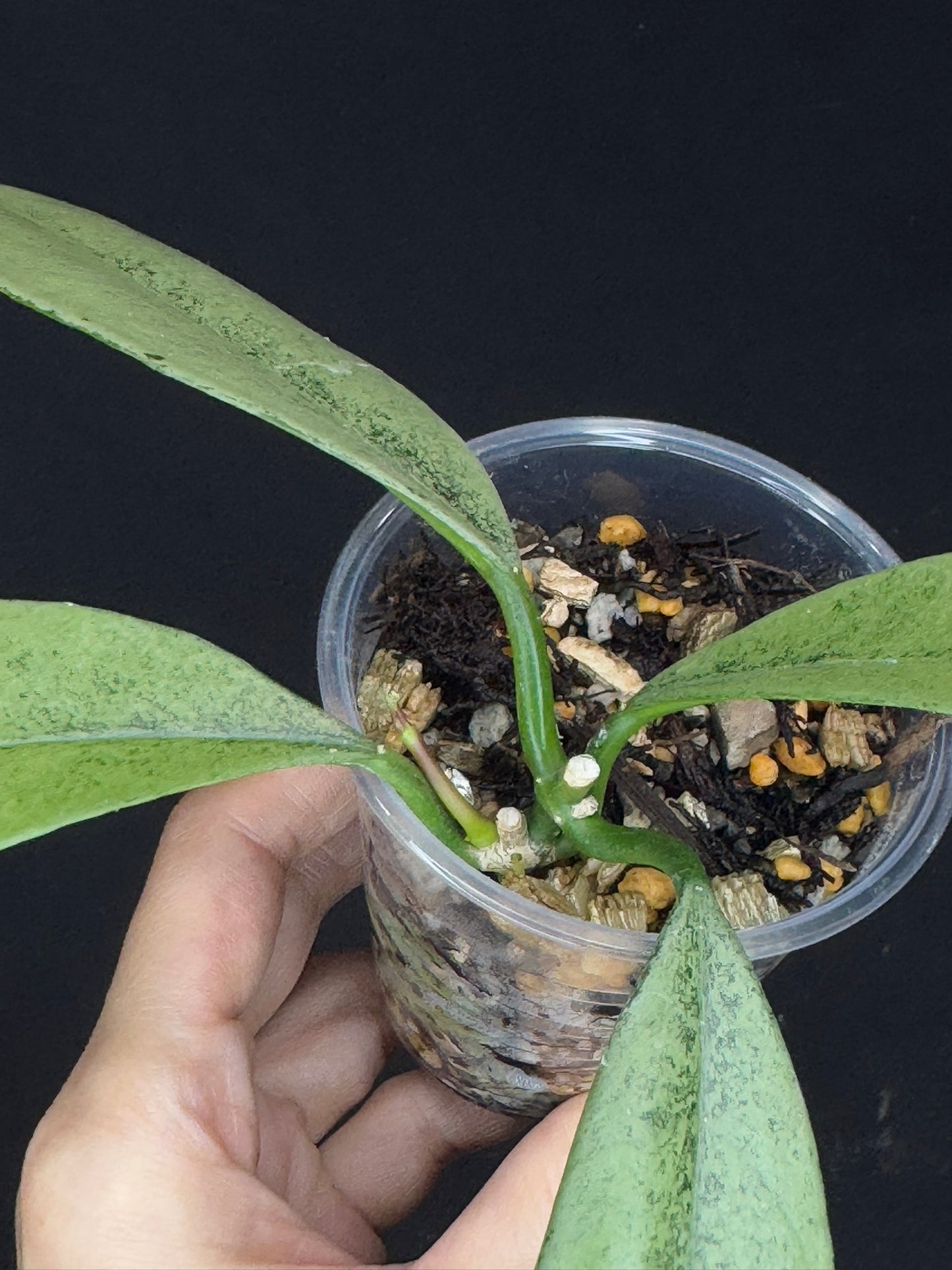 Hoya griffithii silver, two growths with new growth, rare