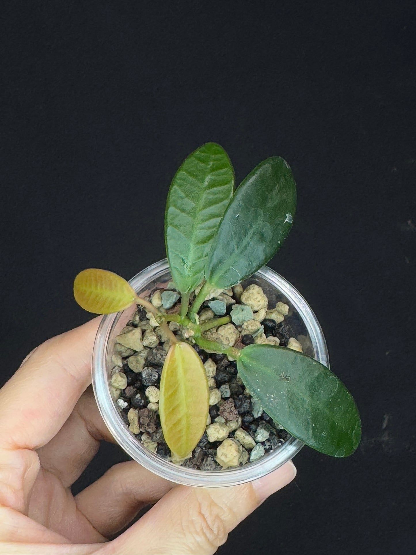 Hoya Apoensis, dark thick with exaggerated veins