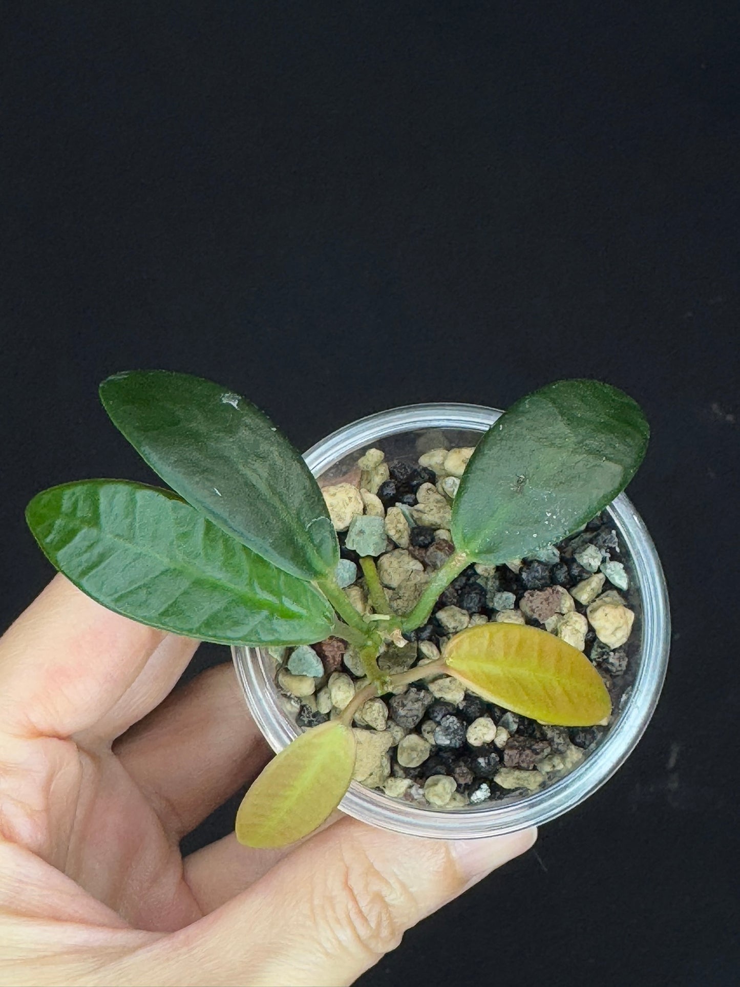 Hoya Apoensis, dark thick with exaggerated veins