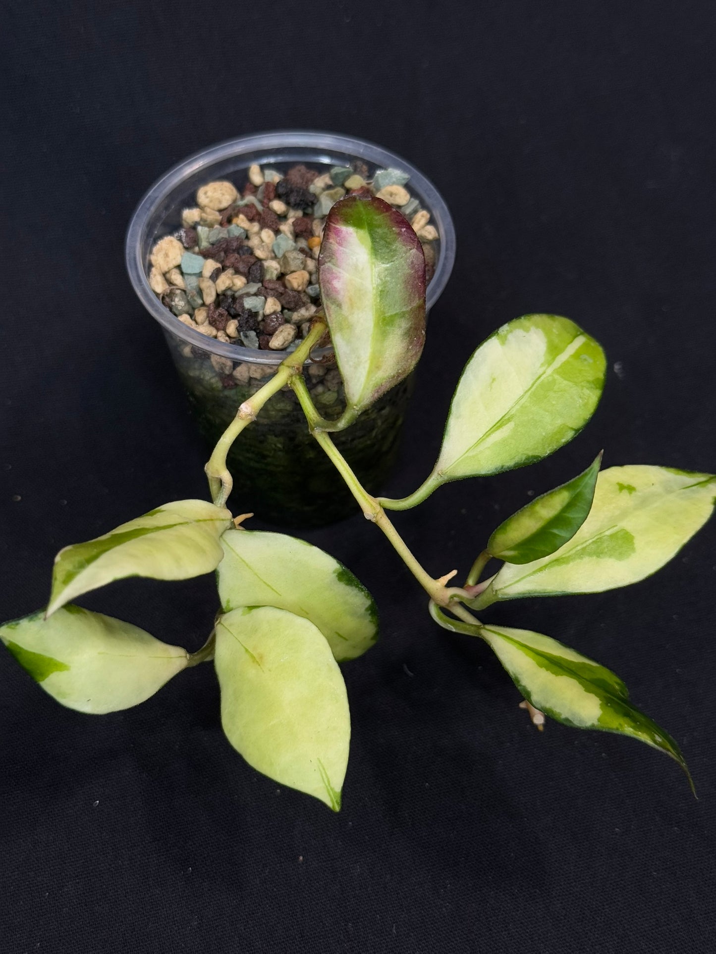 Hoya Walliniana Variegated/ Sun Stressed Hoya