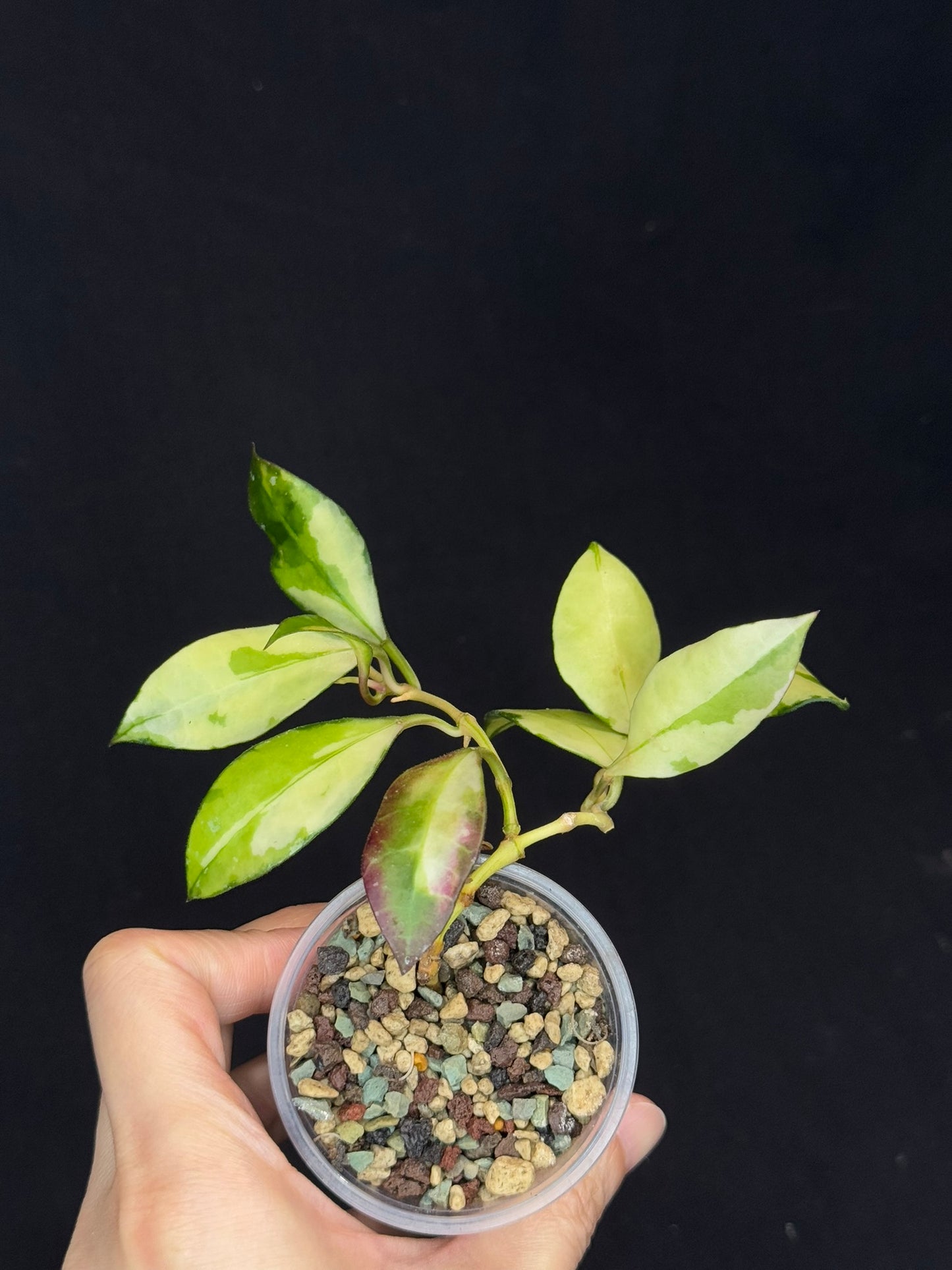 Hoya Walliniana Variegated/ Sun Stressed Hoya