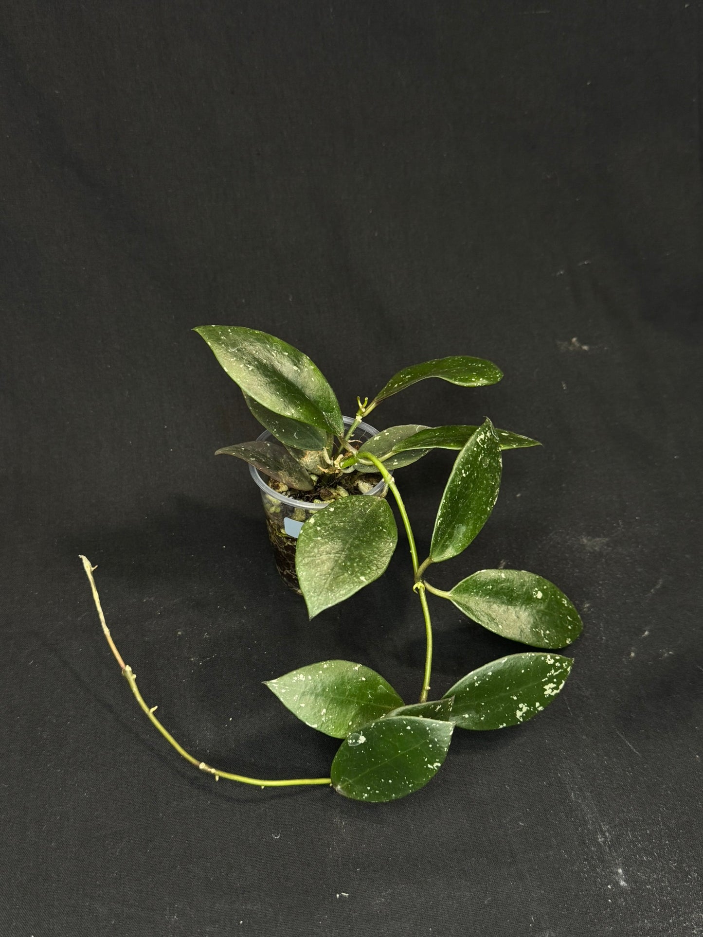 Hoya Walliniana UT152, nice red splashy leaves under sun-stress, #A