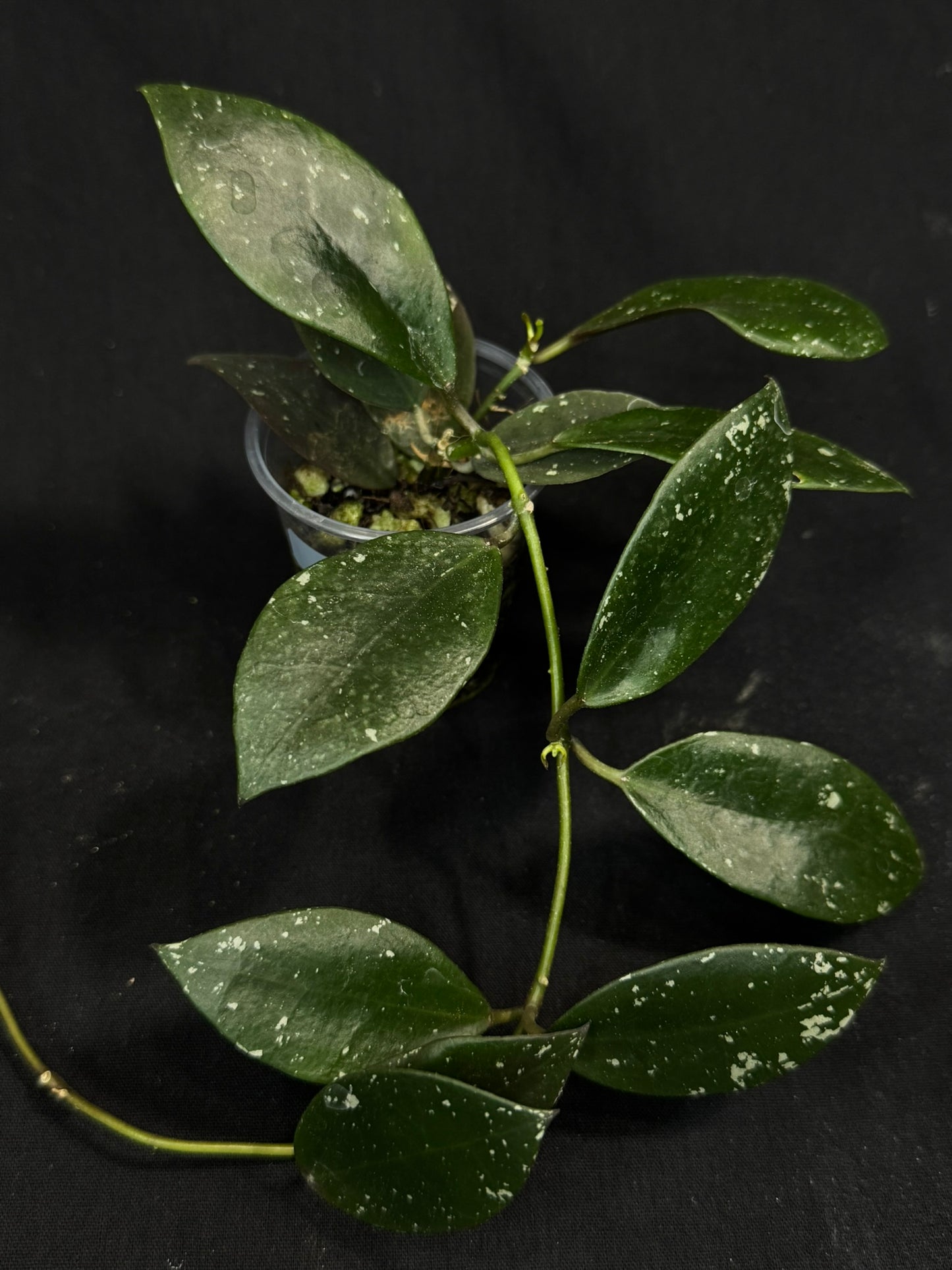 Hoya Walliniana UT152, nice red splashy leaves under sun-stress, #A