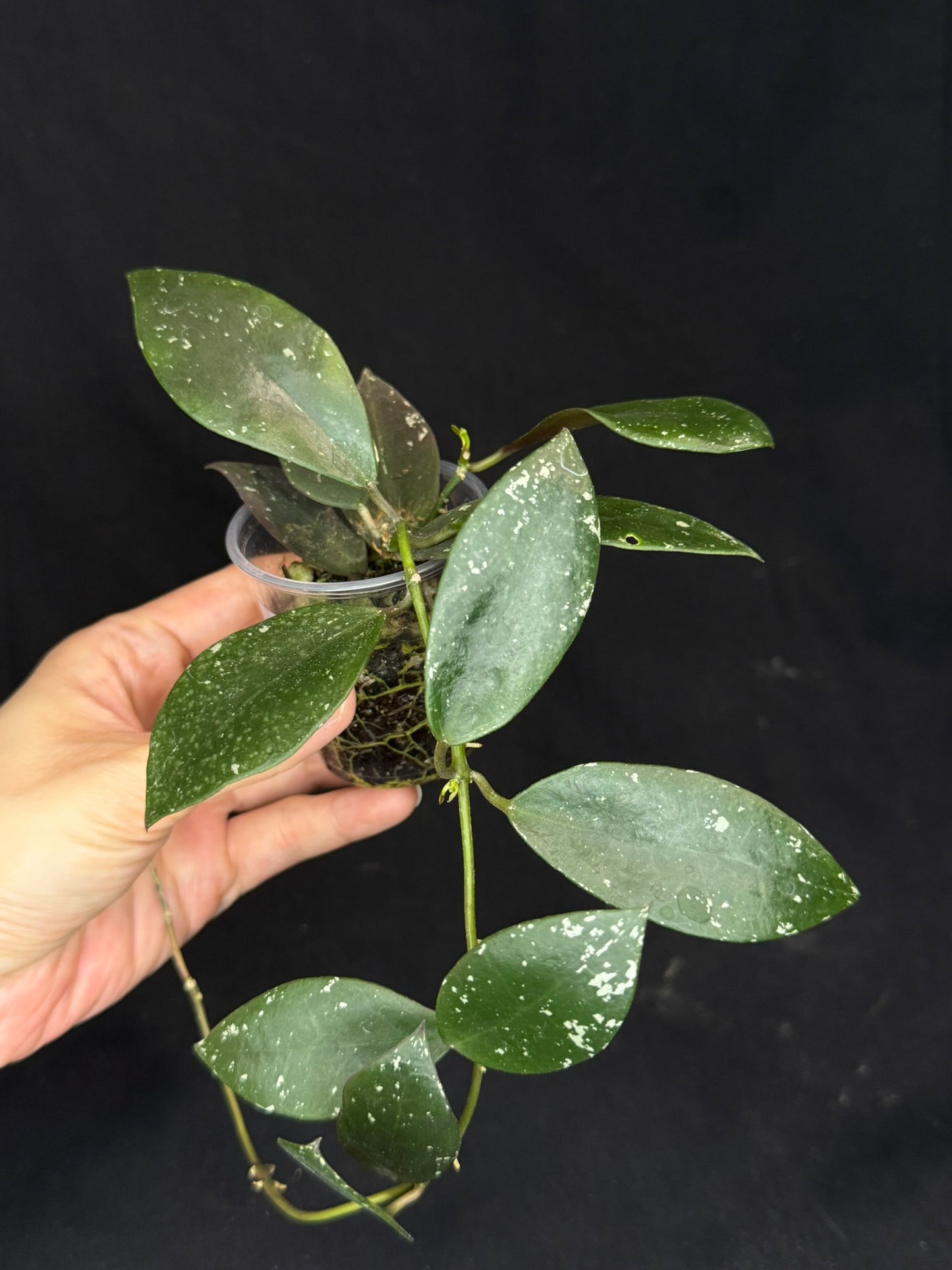Hoya Walliniana UT152, nice red splashy leaves under sun-stress, #A