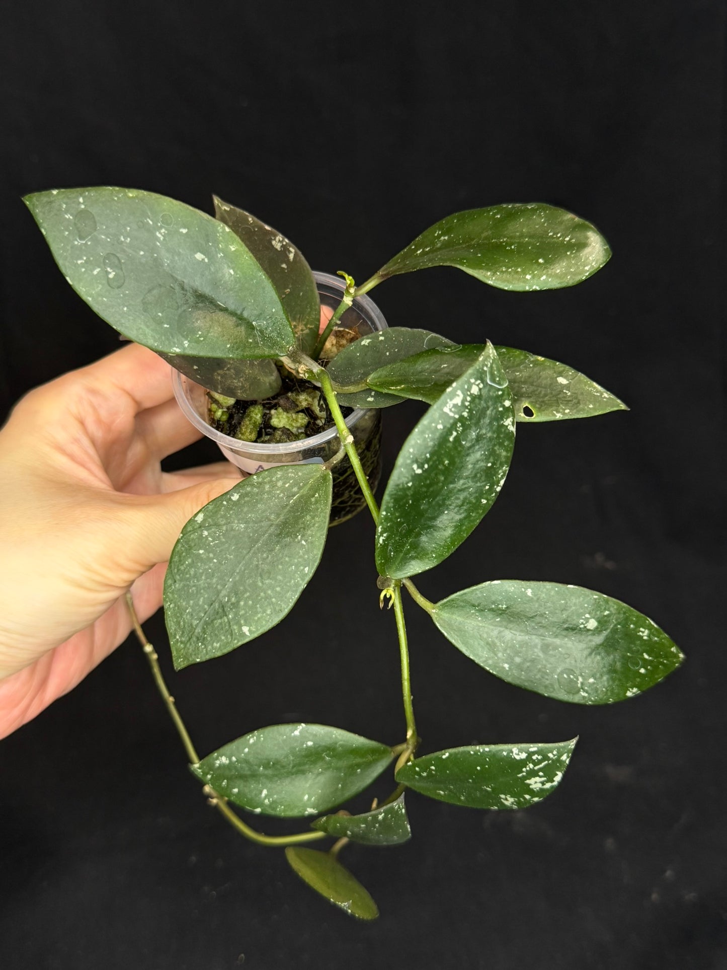 Hoya Walliniana UT152, nice red splashy leaves under sun-stress, #A