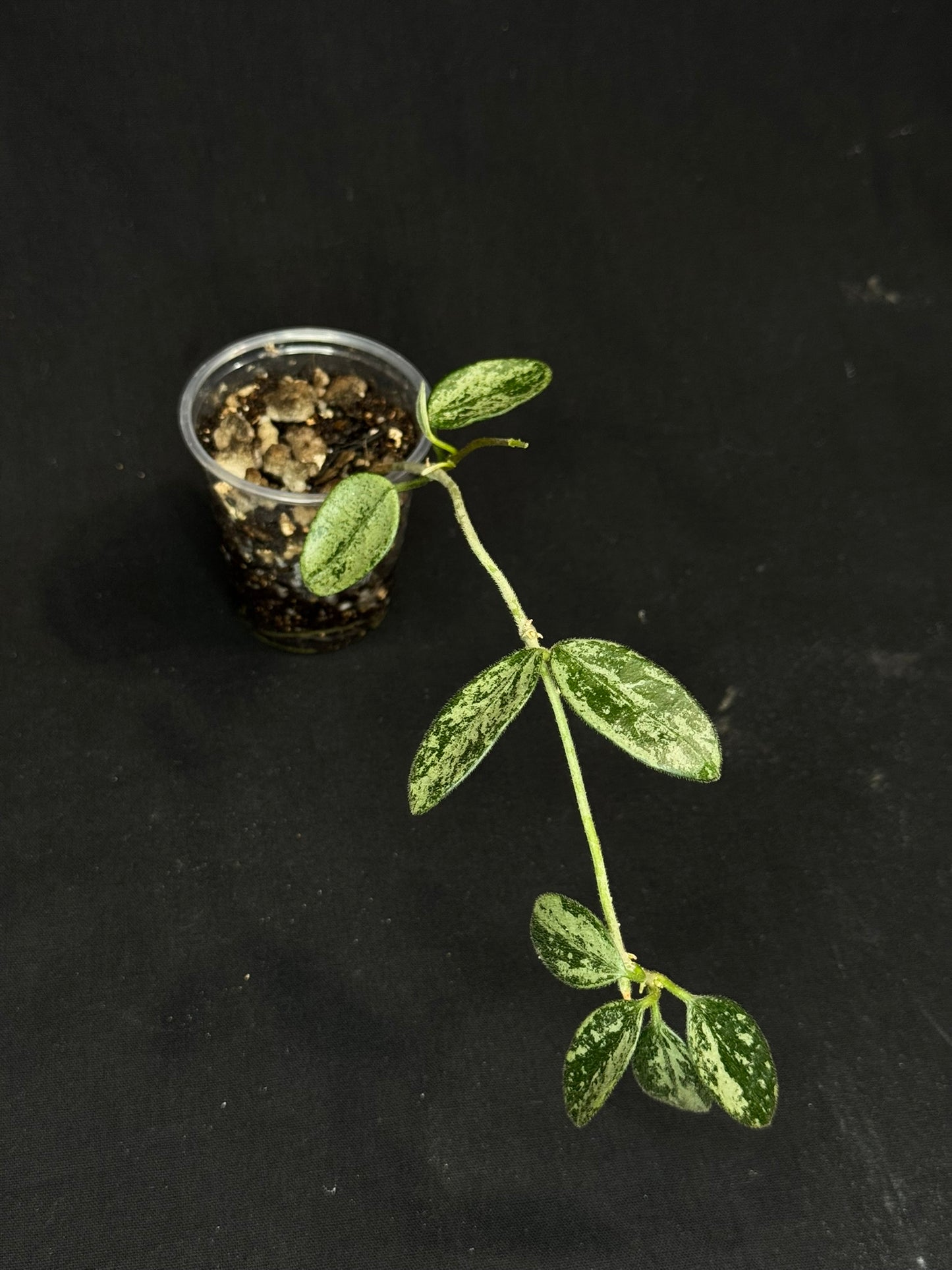 Hoya Lima high Splash, attracting splashy leaves