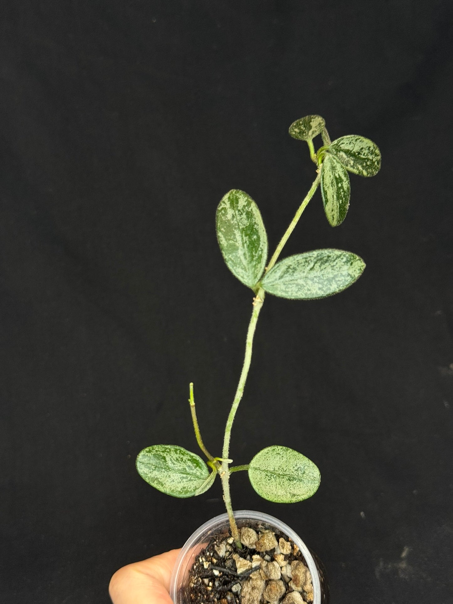 Hoya Lima high Splash, attracting splashy leaves
