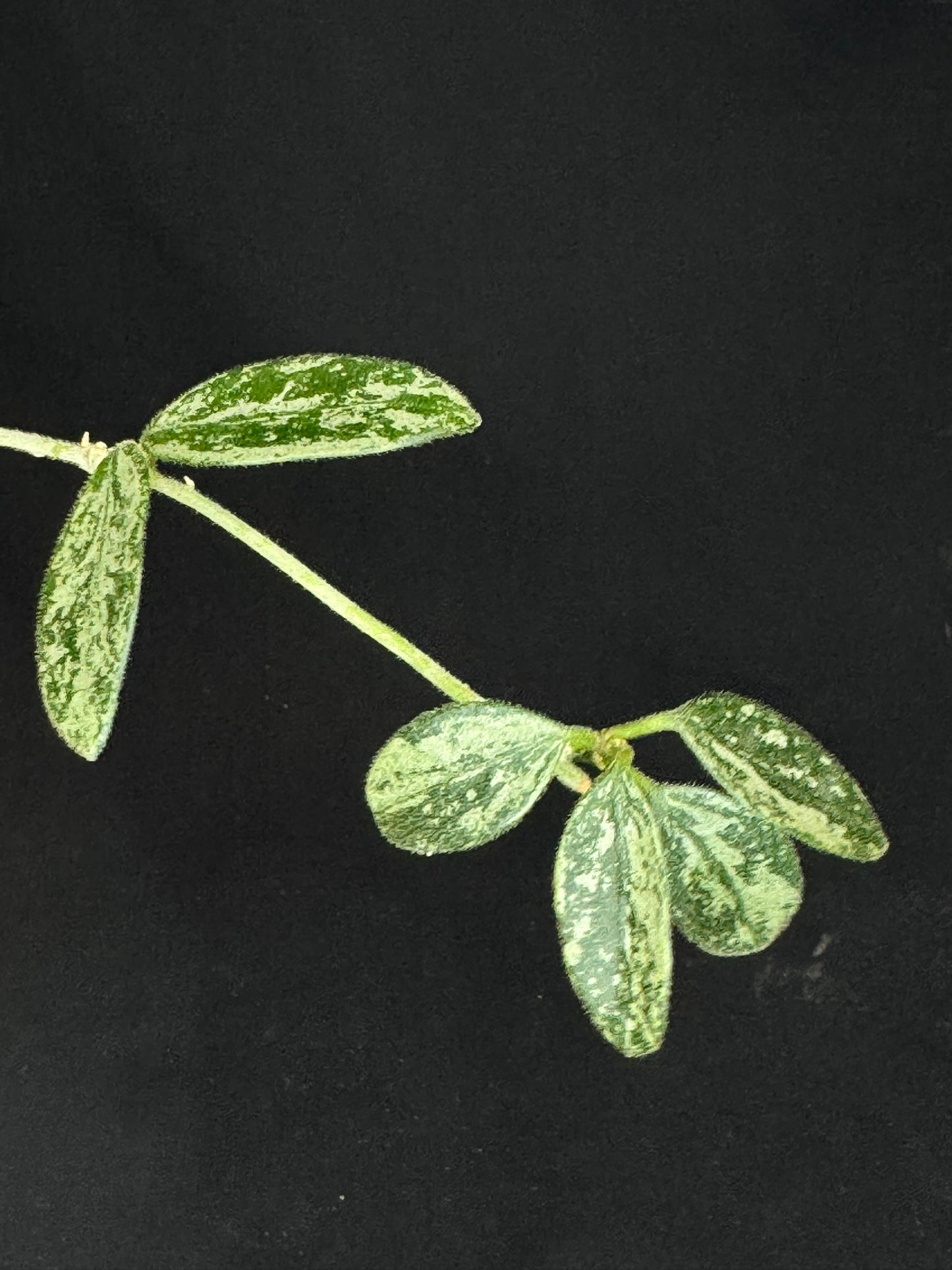 Hoya Lima high Splash, attracting splashy leaves