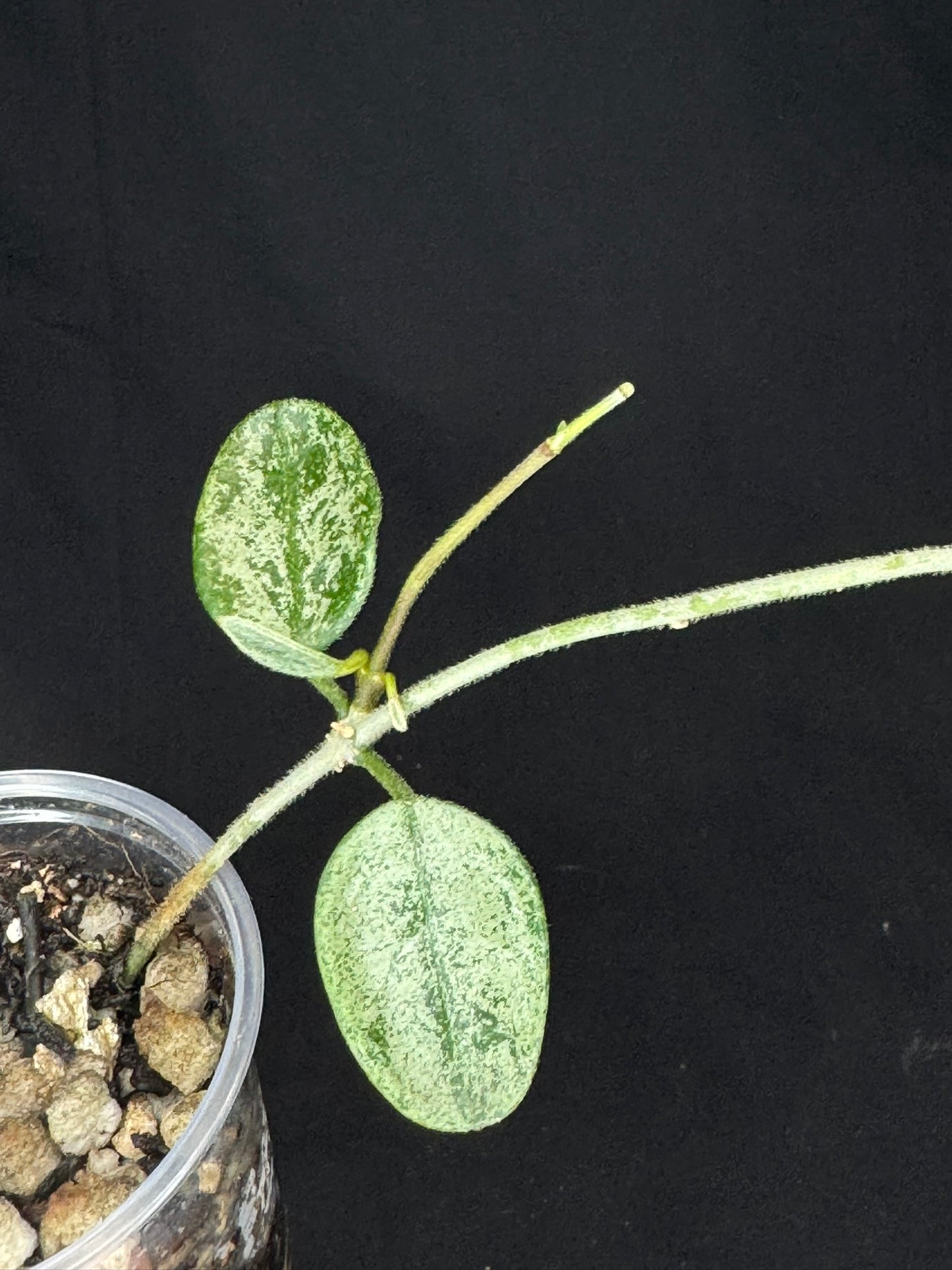 Hoya Lima high Splash, attracting splashy leaves