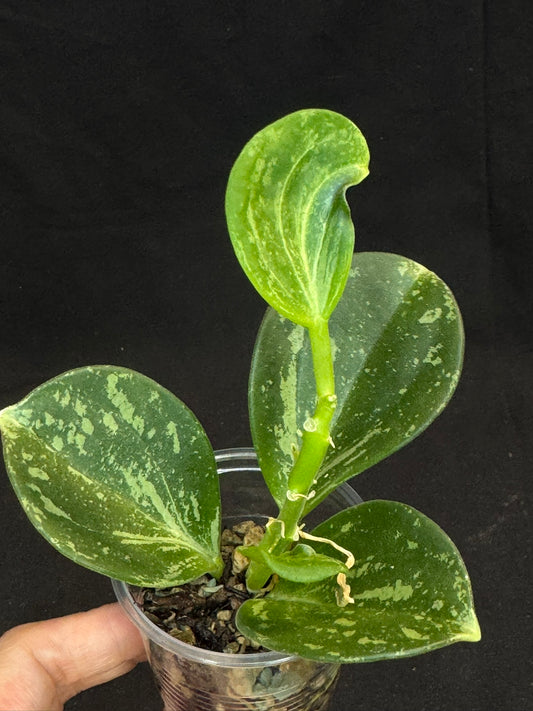 UNICORN🦄! Hoya pachyclada splash, established splashy plant with multiple leaves, rare