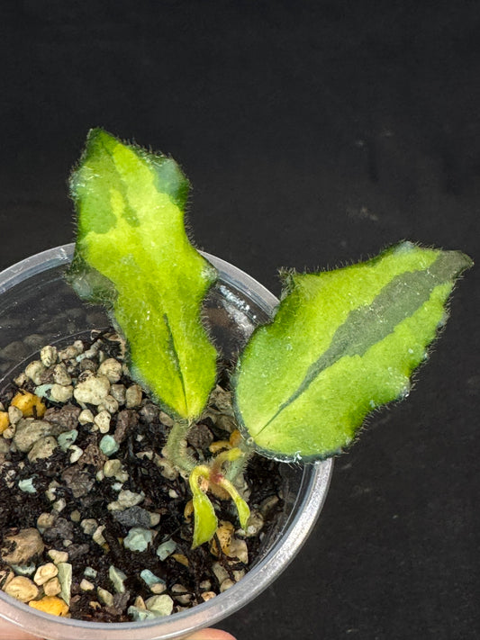 UNICORN🦄! Hoya caudata variegated (#1), neon sunstressed variegation color, super rare