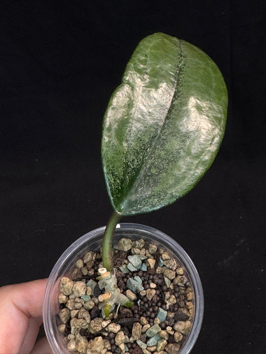 UNICORN🦄! Hoya latifolia rimba perak, speical silvery leaves, rare
