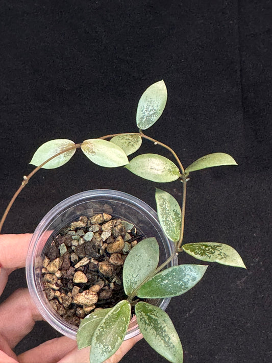 UNICORN🦄! Hoya sp Kalimantan Mini Coin silver (#2), beautiful small leaves, rare