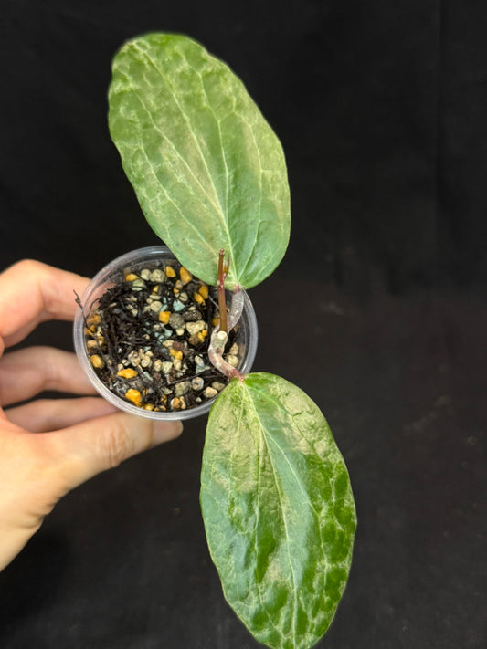 UNICORN🦄! Hoya crocodile (A2), nice variegation color, super rare