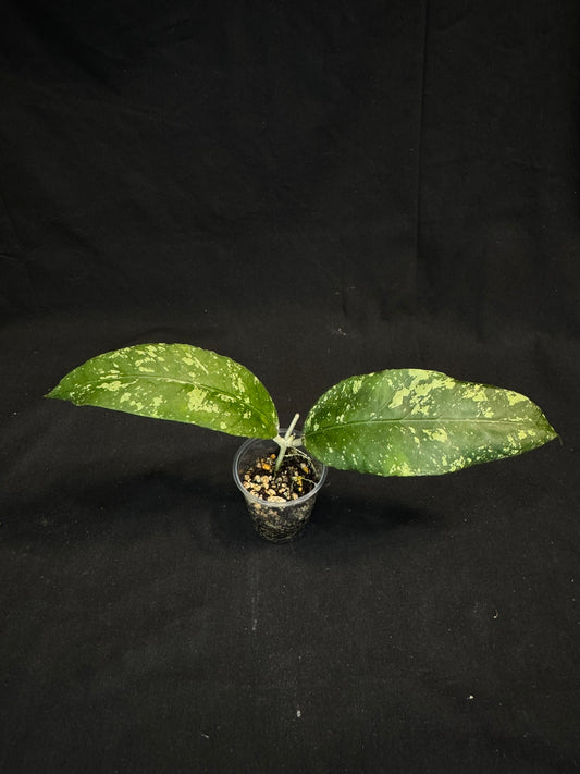 Hoya sp aceh splash, splashy big leaves