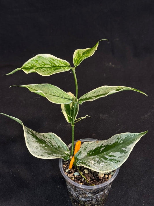 UNICORN🦄! Hoya Polyneura Diem Fairy Queen, super rare (Upgrade Shipping is suggested)
