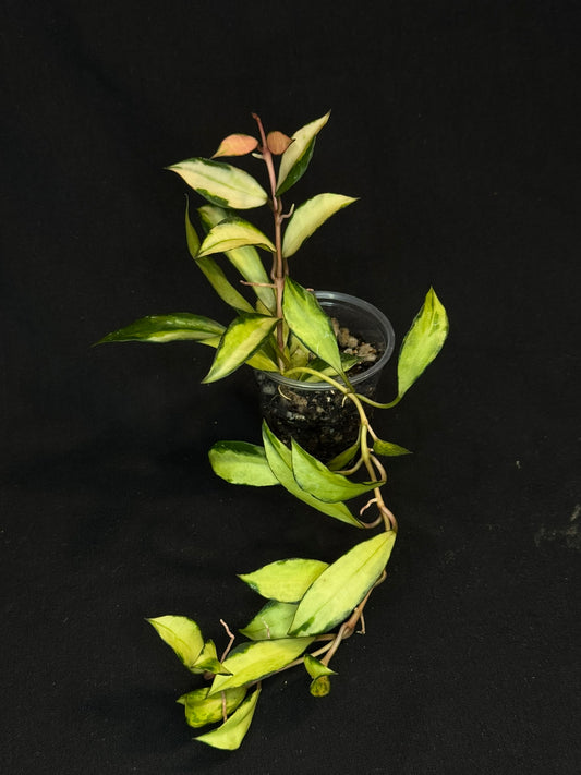 Hoya Lacunosa souma, rare, nice pink sun-stressed variegation