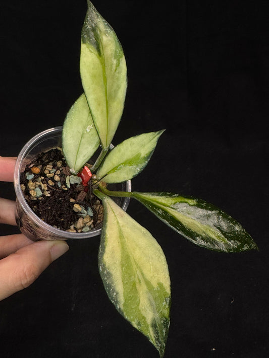 Hoya Nabawanensis variegated rooted, Beautiful Sun Stressed Hoya, splashy, rare