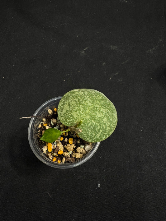 Hoya elliptica x imbricata (A1), splashy cute round leaves, two growths