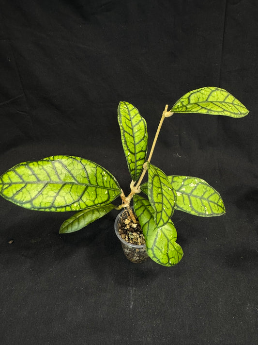 Hoya callistophylla 'Vena', beautiful foliage and venation