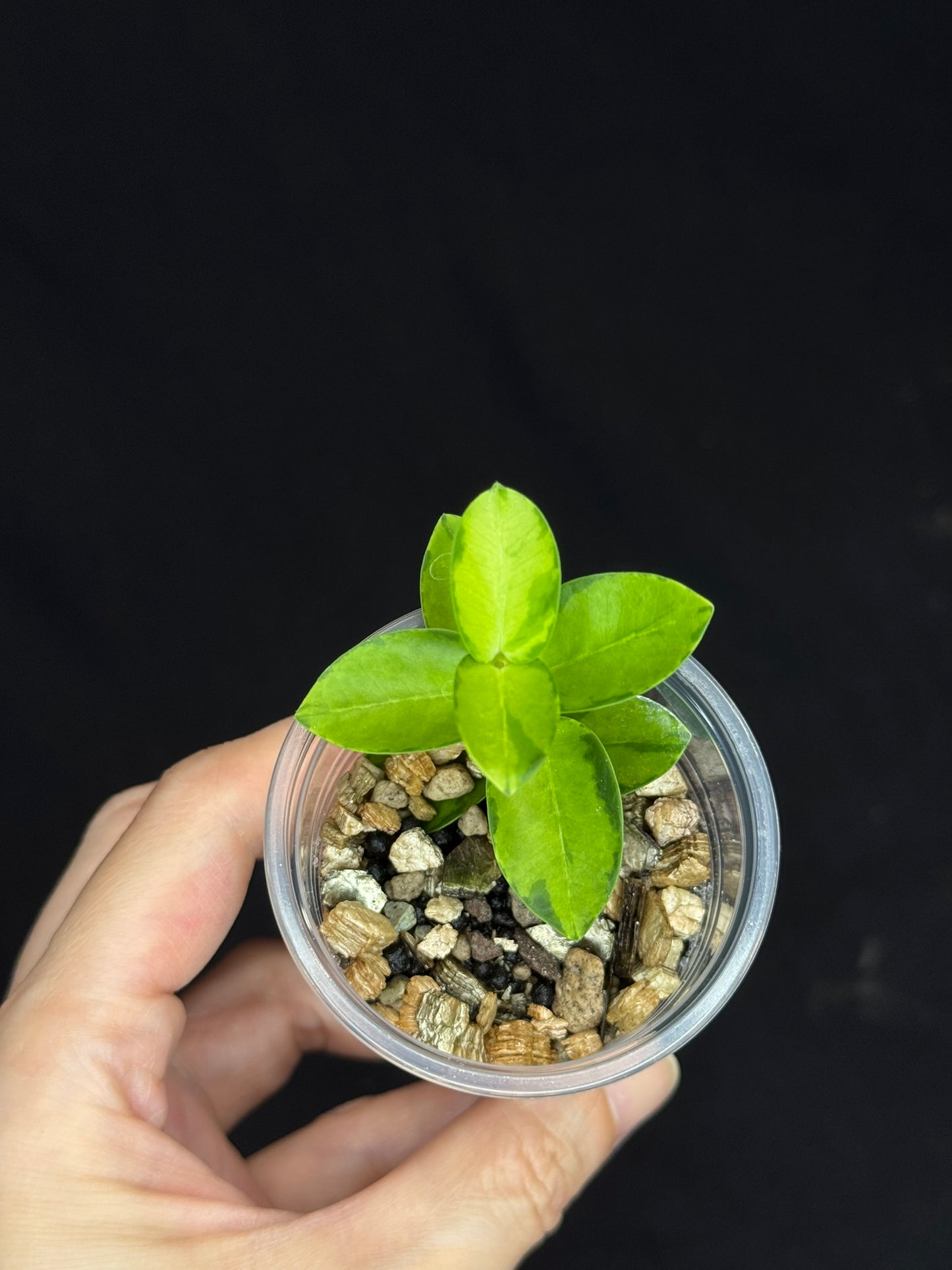 Hoya Cumingiana Inner Variegated, beautiful leaves, well-rooted