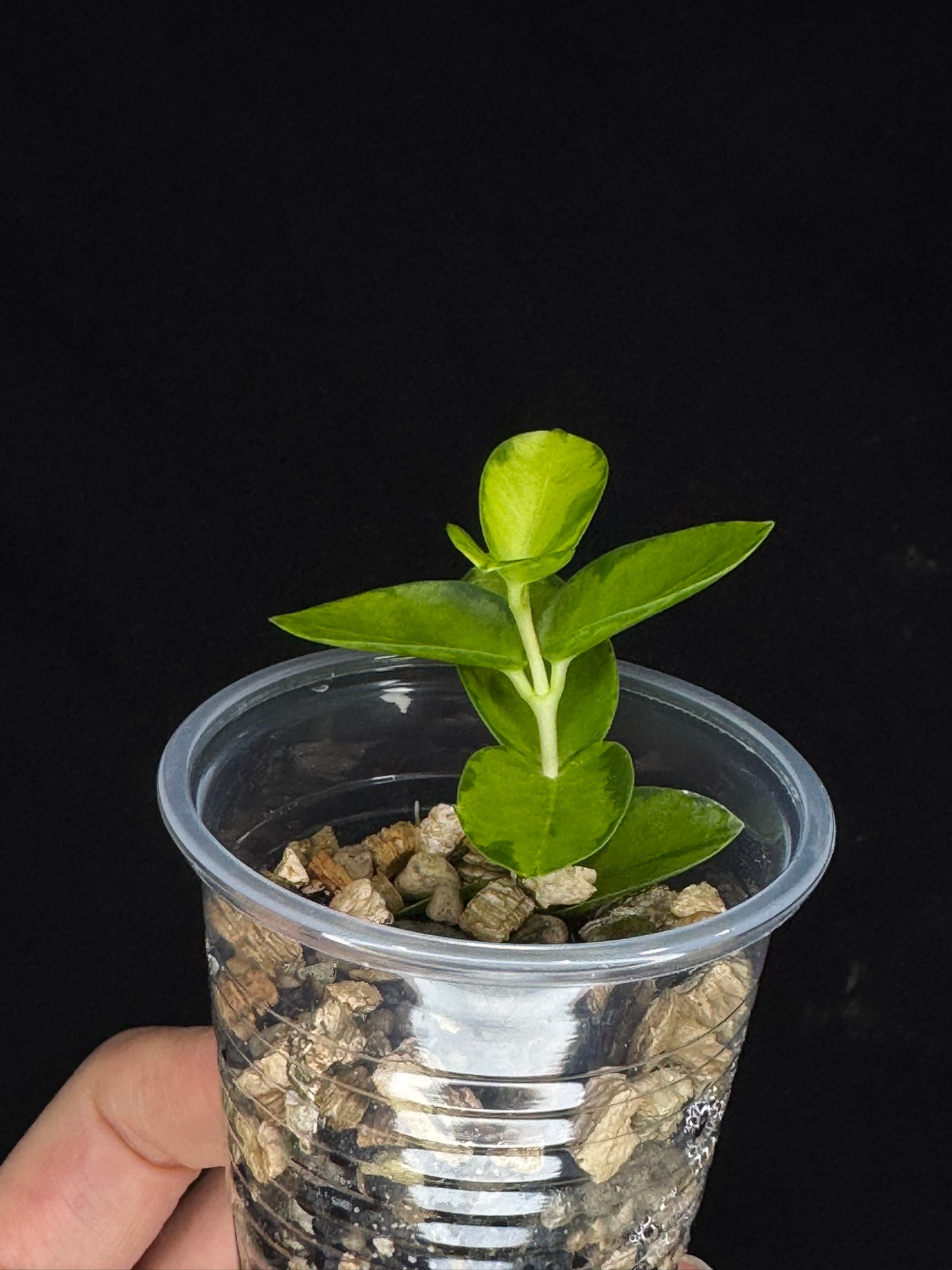 Hoya Cumingiana Inner Variegated, beautiful leaves, well-rooted