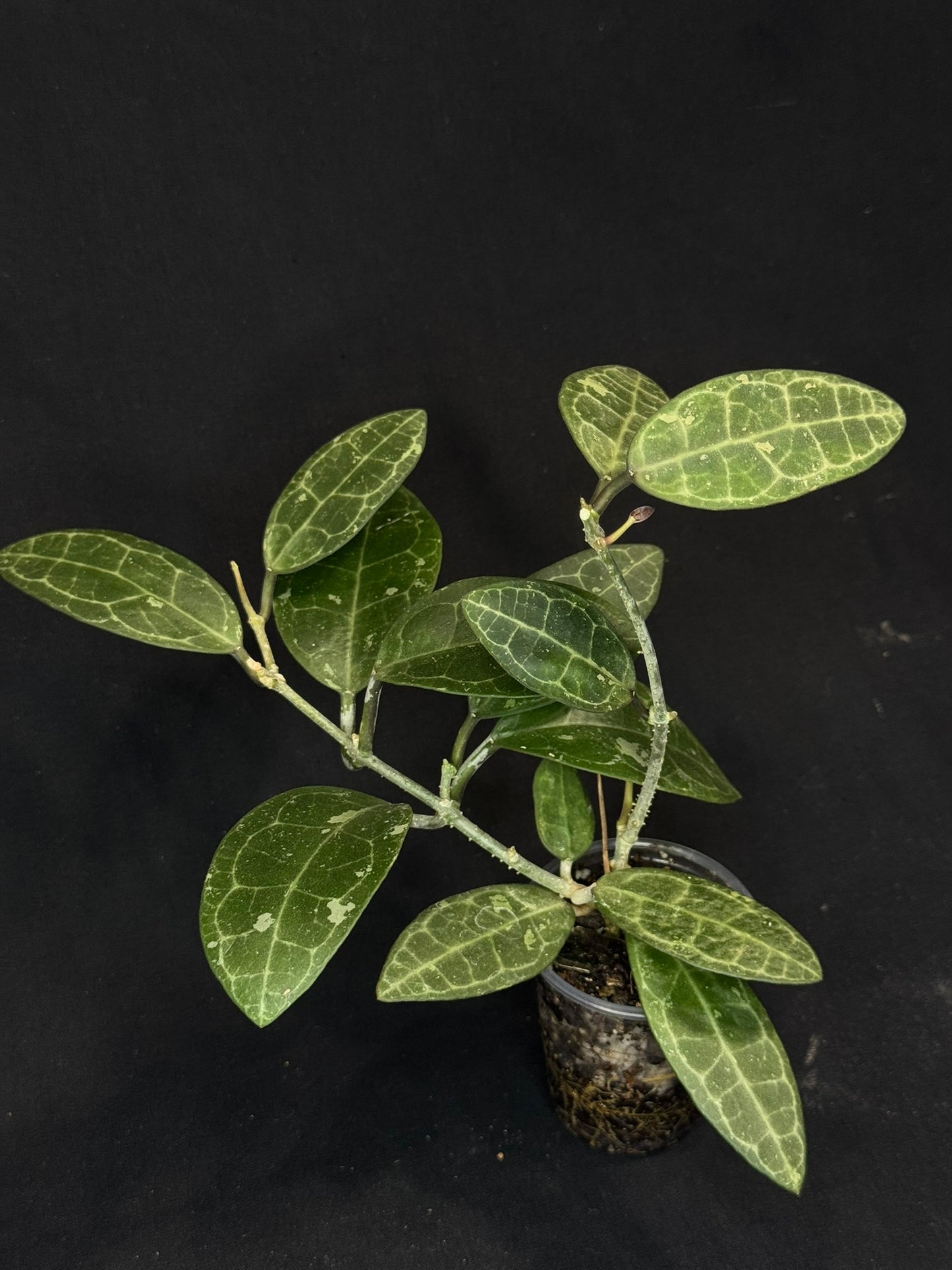 Hoya elliptica splash (#2), splashy cute big leaves, multiple growths, big plant