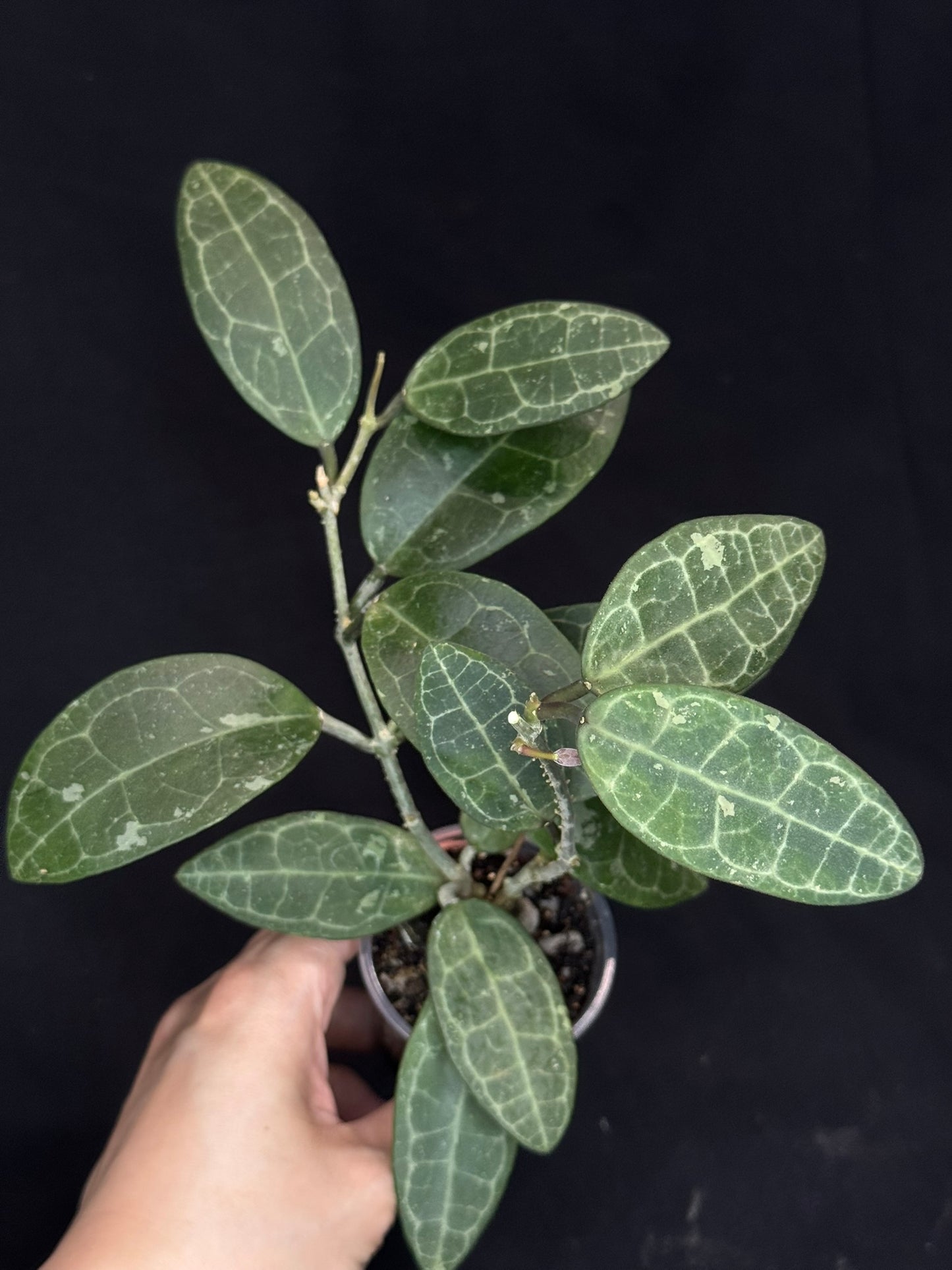Hoya elliptica splash (#2), splashy cute big leaves, multiple growths, big plant