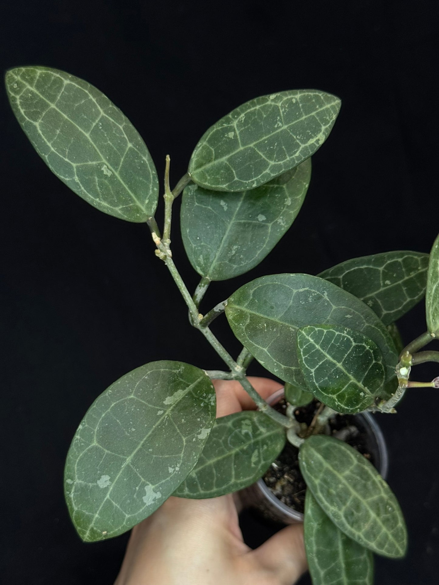 Hoya elliptica splash (#2), splashy cute big leaves, multiple growths, big plant