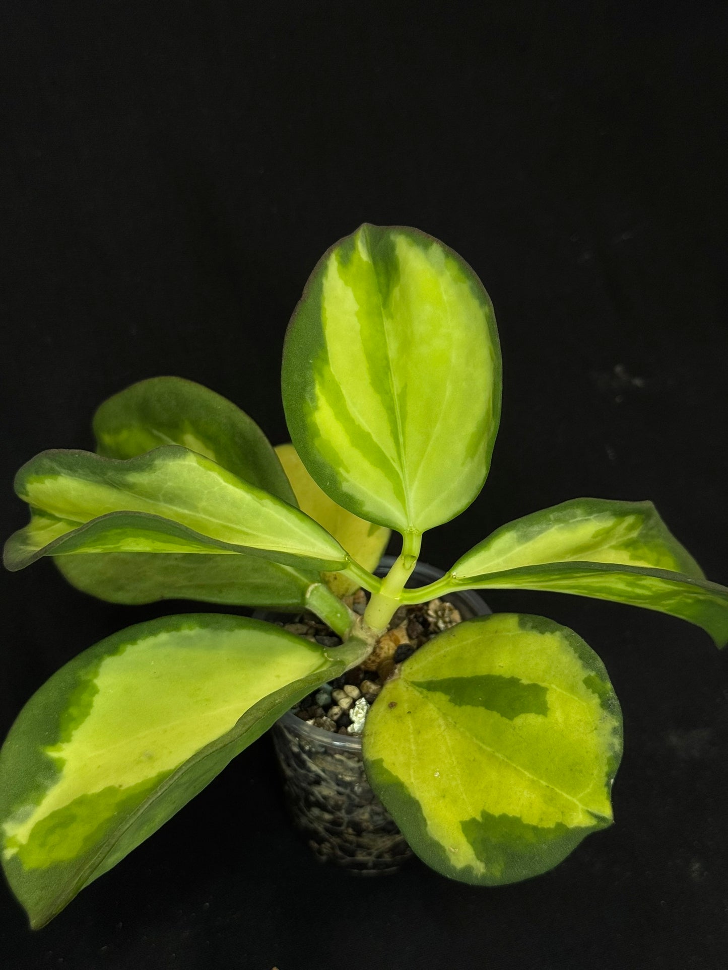 Hoya pachyclada variegata (inner), nice variegation