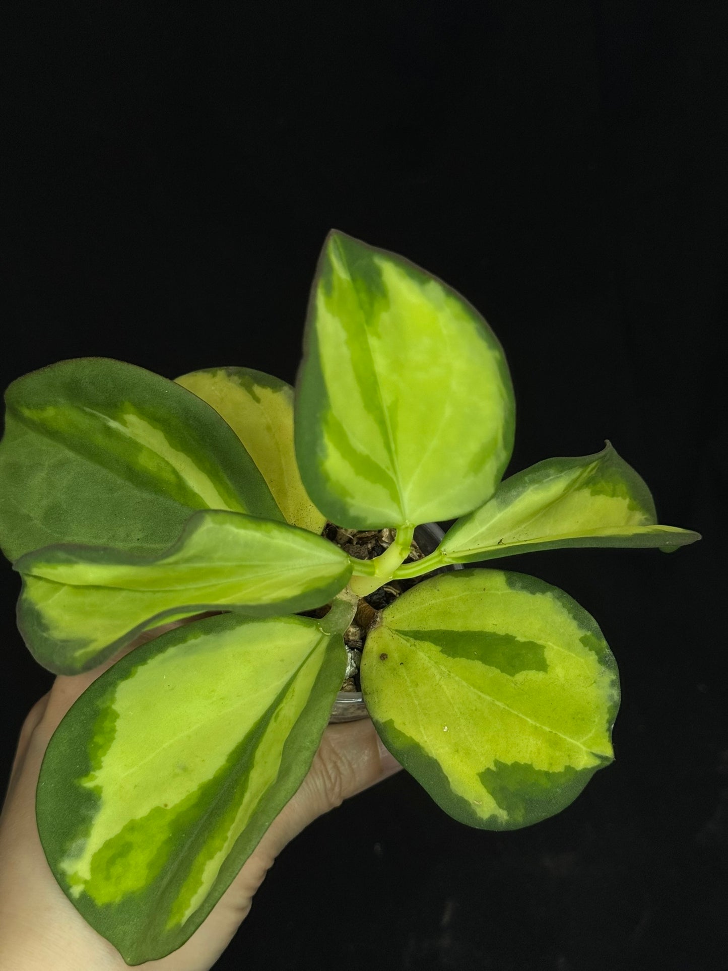 Hoya pachyclada variegata (inner), nice variegation