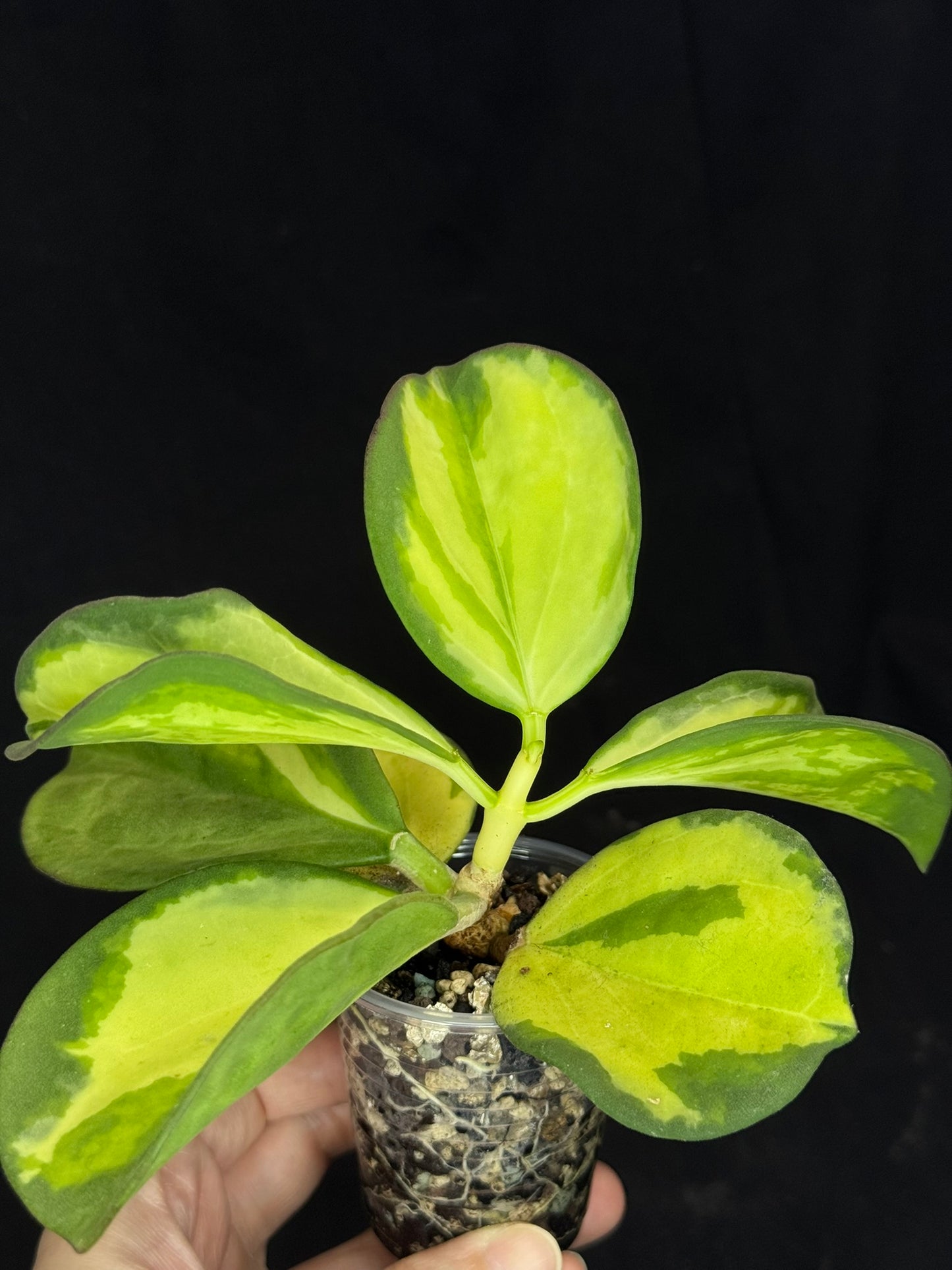 Hoya pachyclada variegata (inner), nice variegation