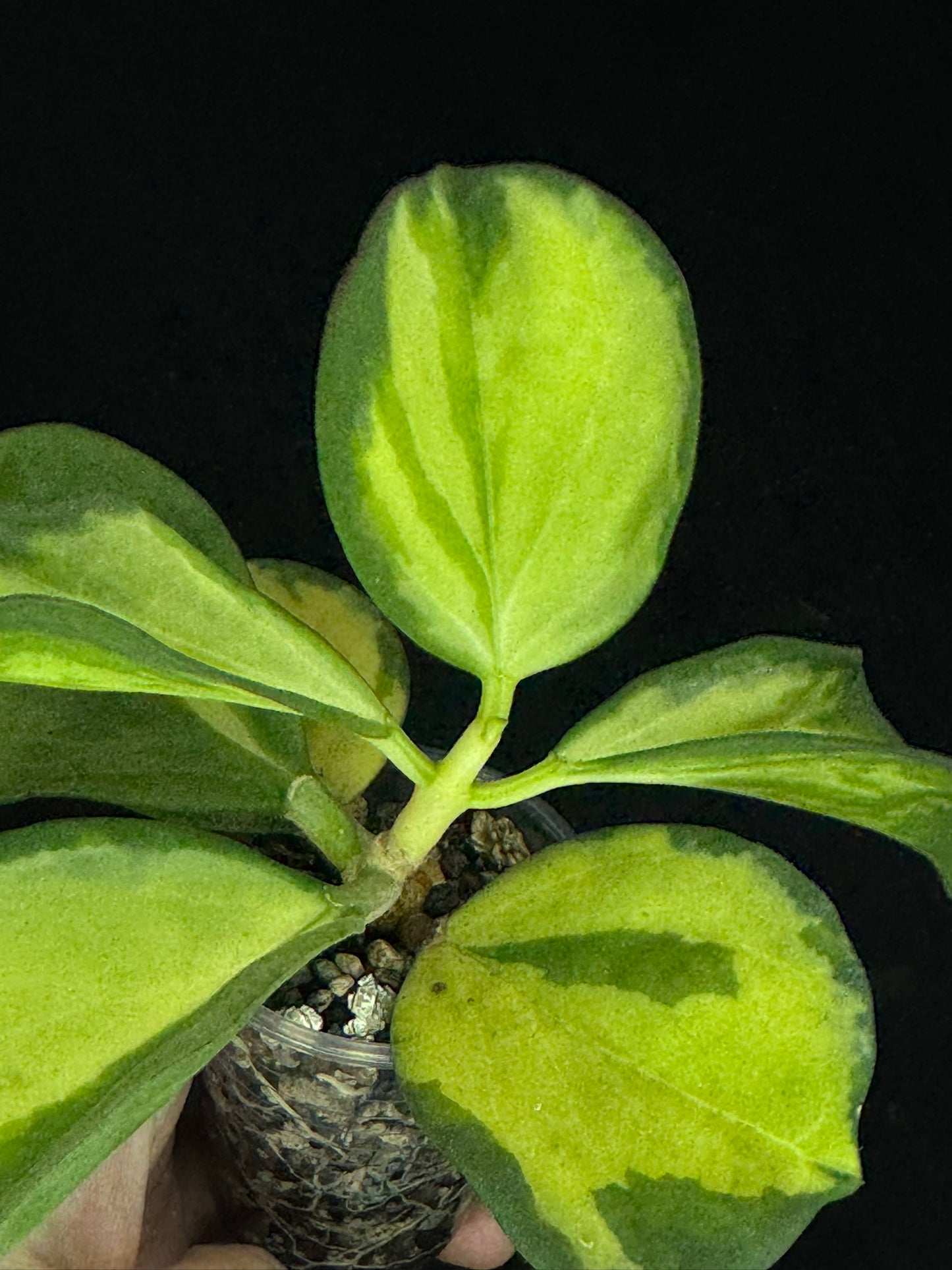 Hoya pachyclada variegata (inner), nice variegation