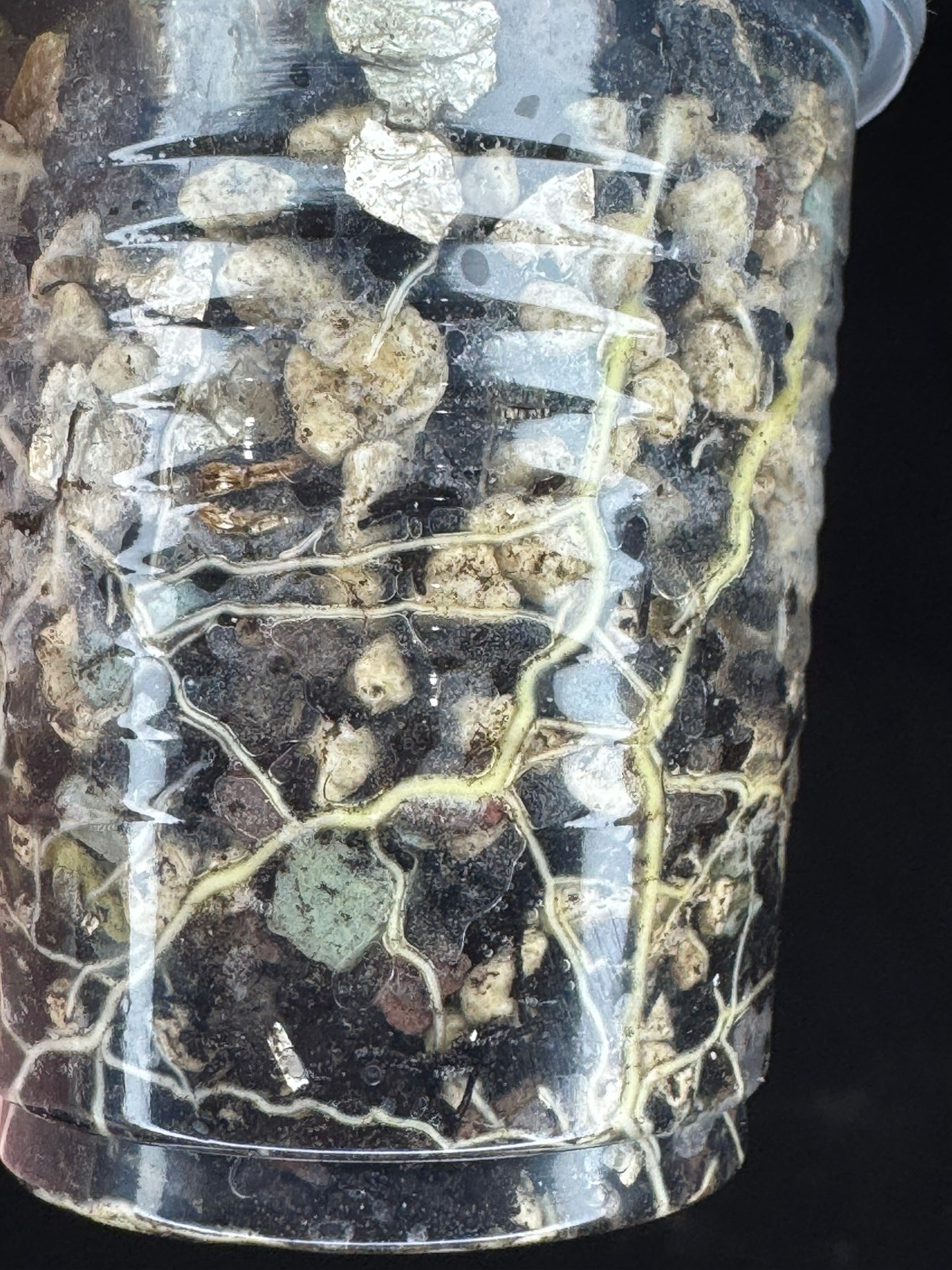 Hoya pachyclada variegata (inner), nice variegation