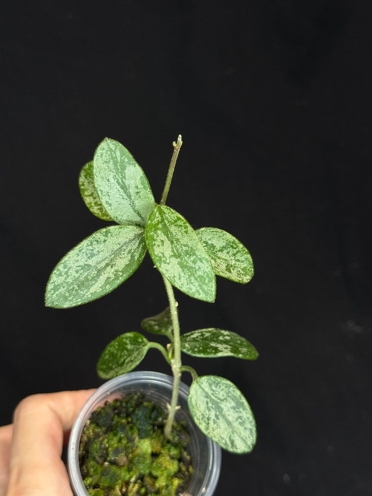 Hoya Lima high Splash, attracting splashy leaves (A1)