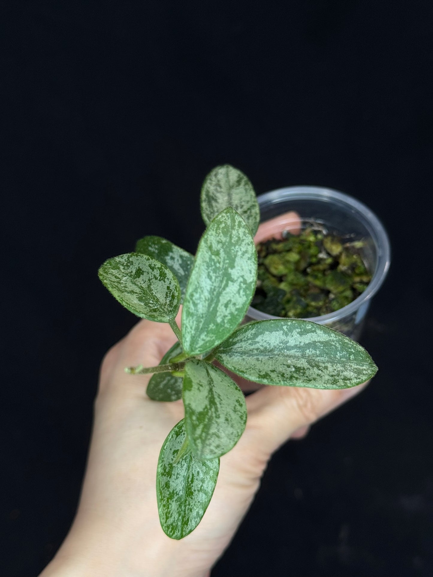 Hoya Lima high Splash, attracting splashy leaves (A1)