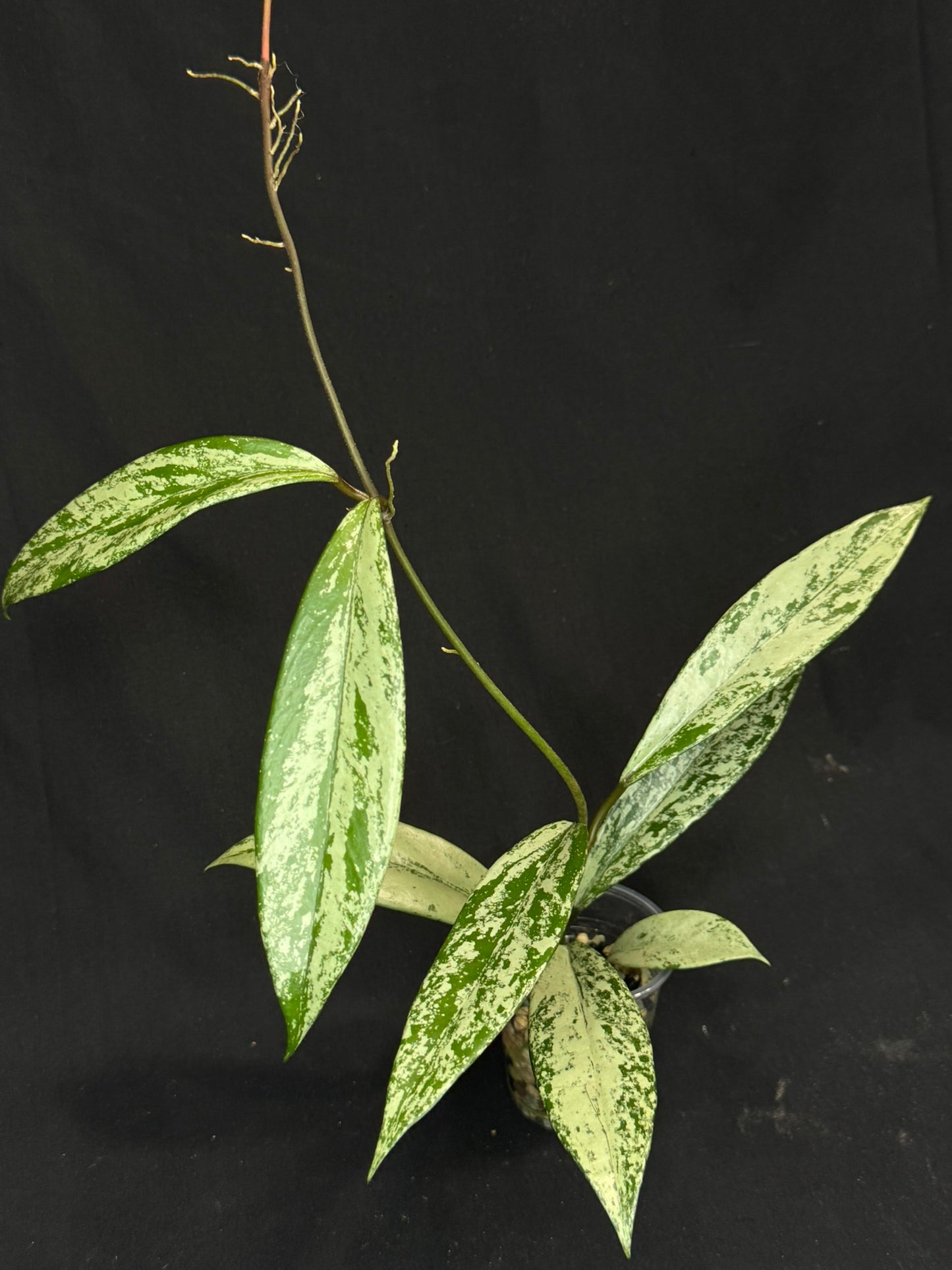 Hoya pubicalyx pink silver ghost, silver/splashy leaves