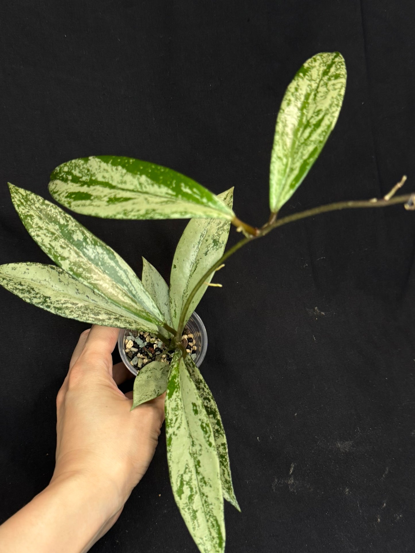 Hoya pubicalyx pink silver ghost, silver/splashy leaves