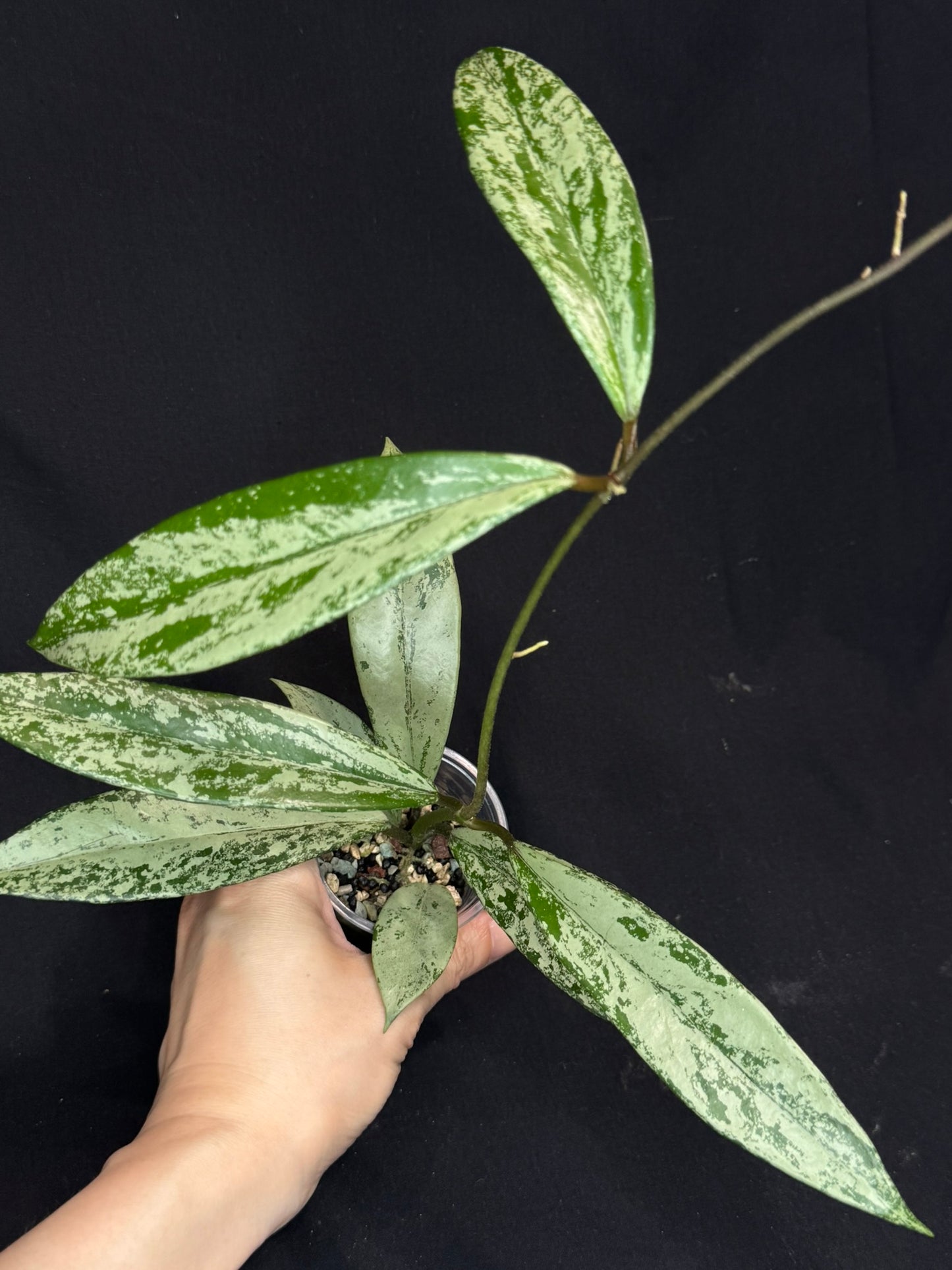 Hoya pubicalyx pink silver ghost, silver/splashy leaves