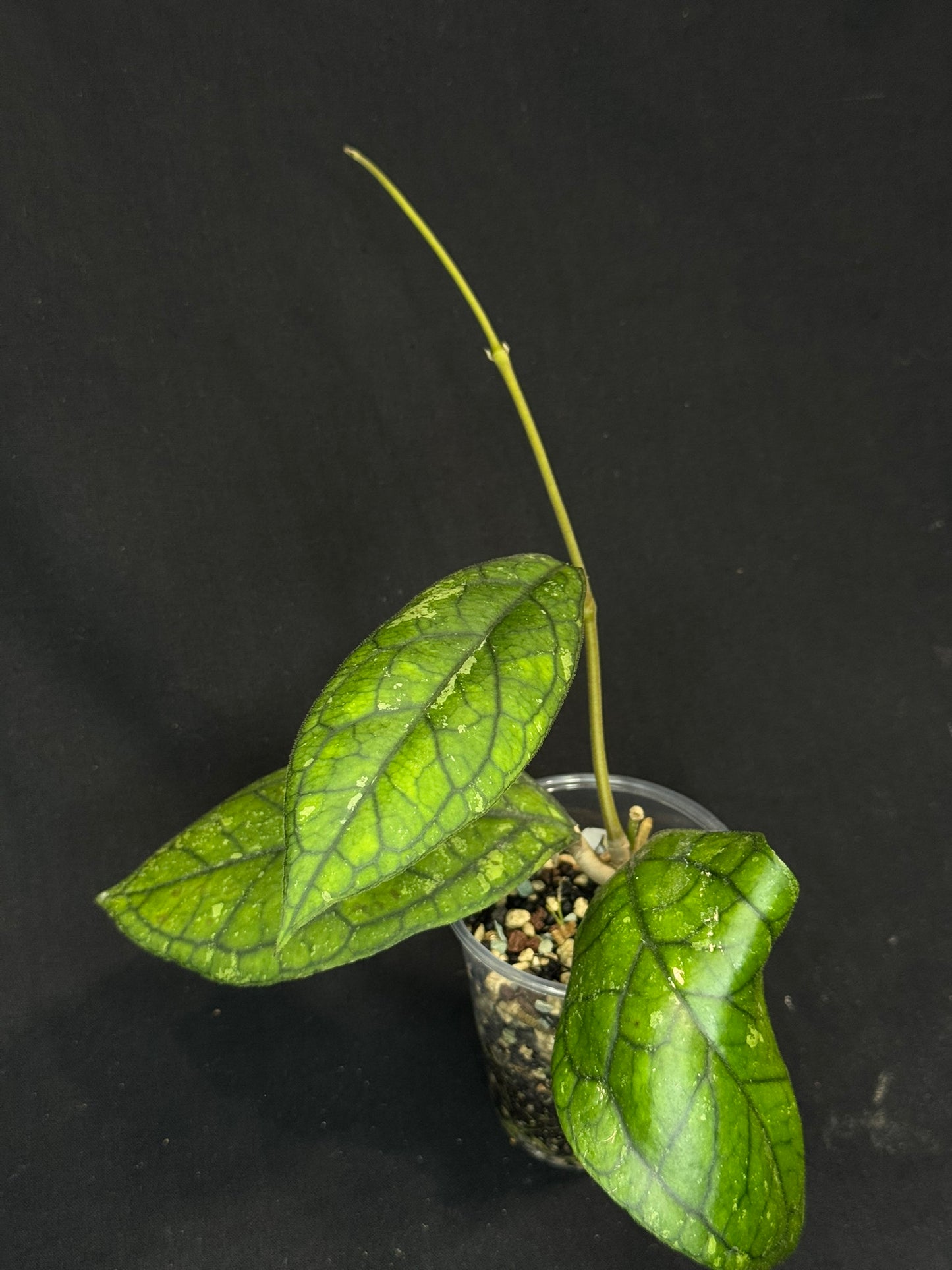 Hoya irina, nice foliage with black veins