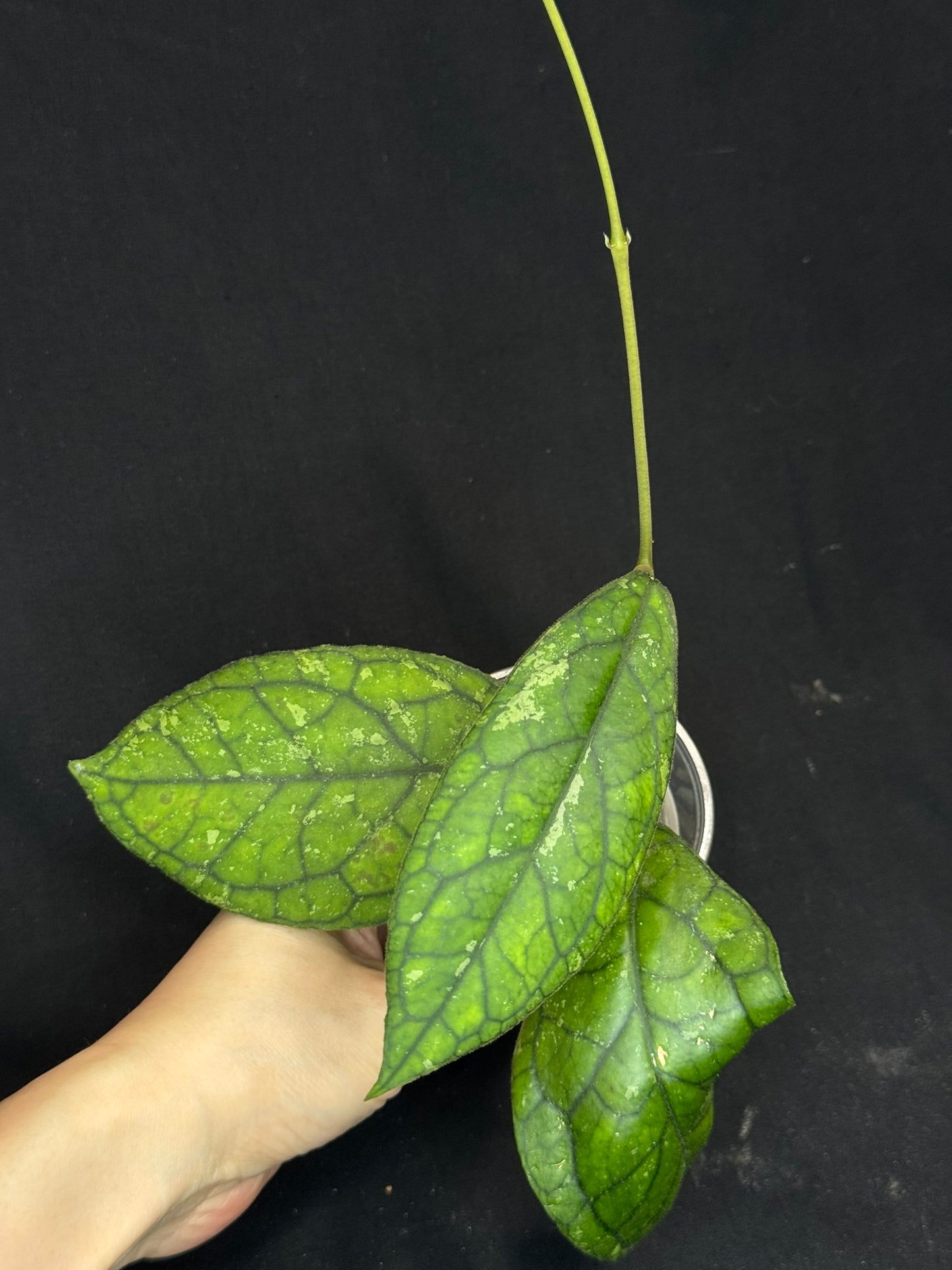 Hoya irina, nice foliage with black veins