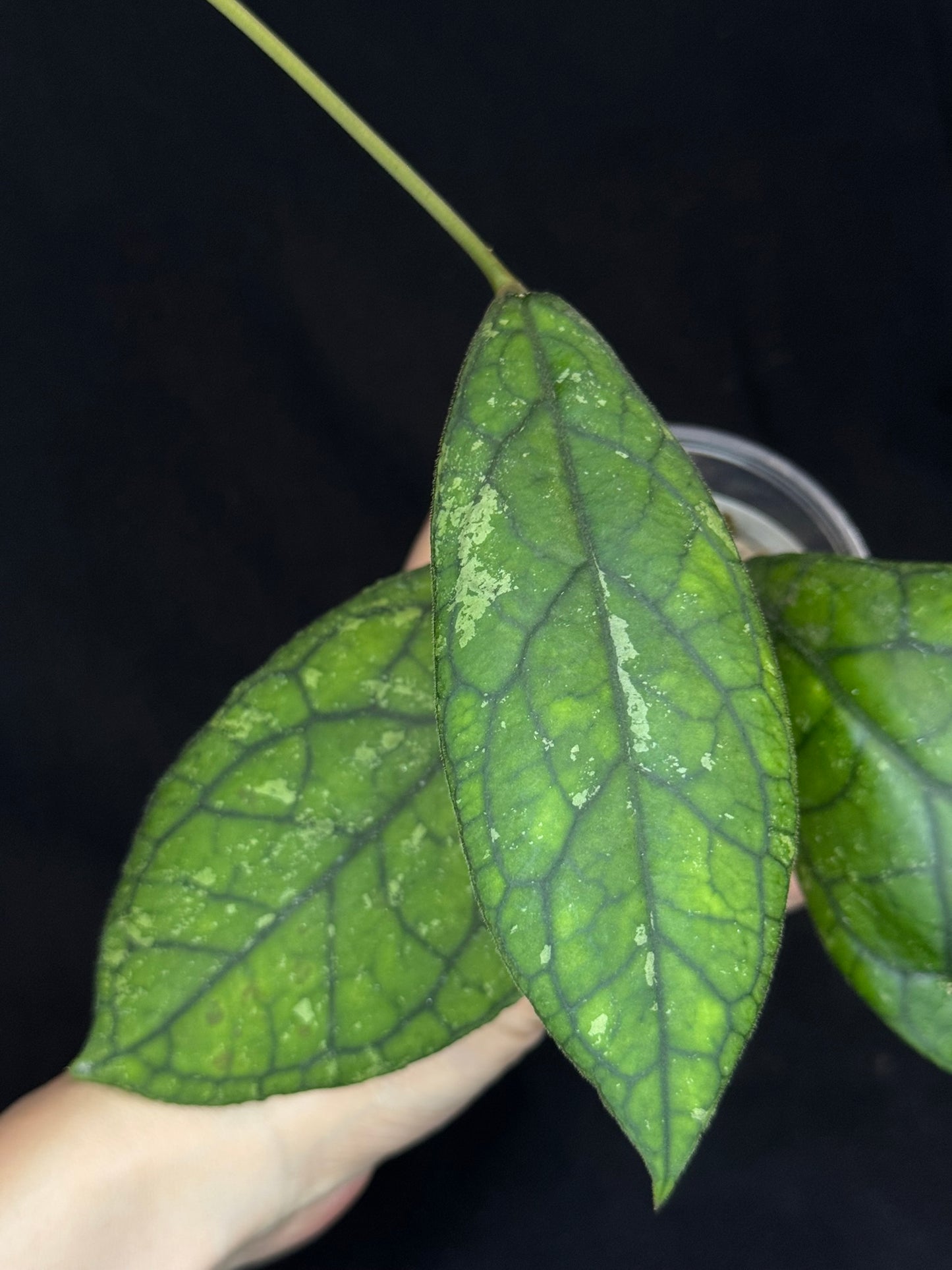 Hoya irina, nice foliage with black veins