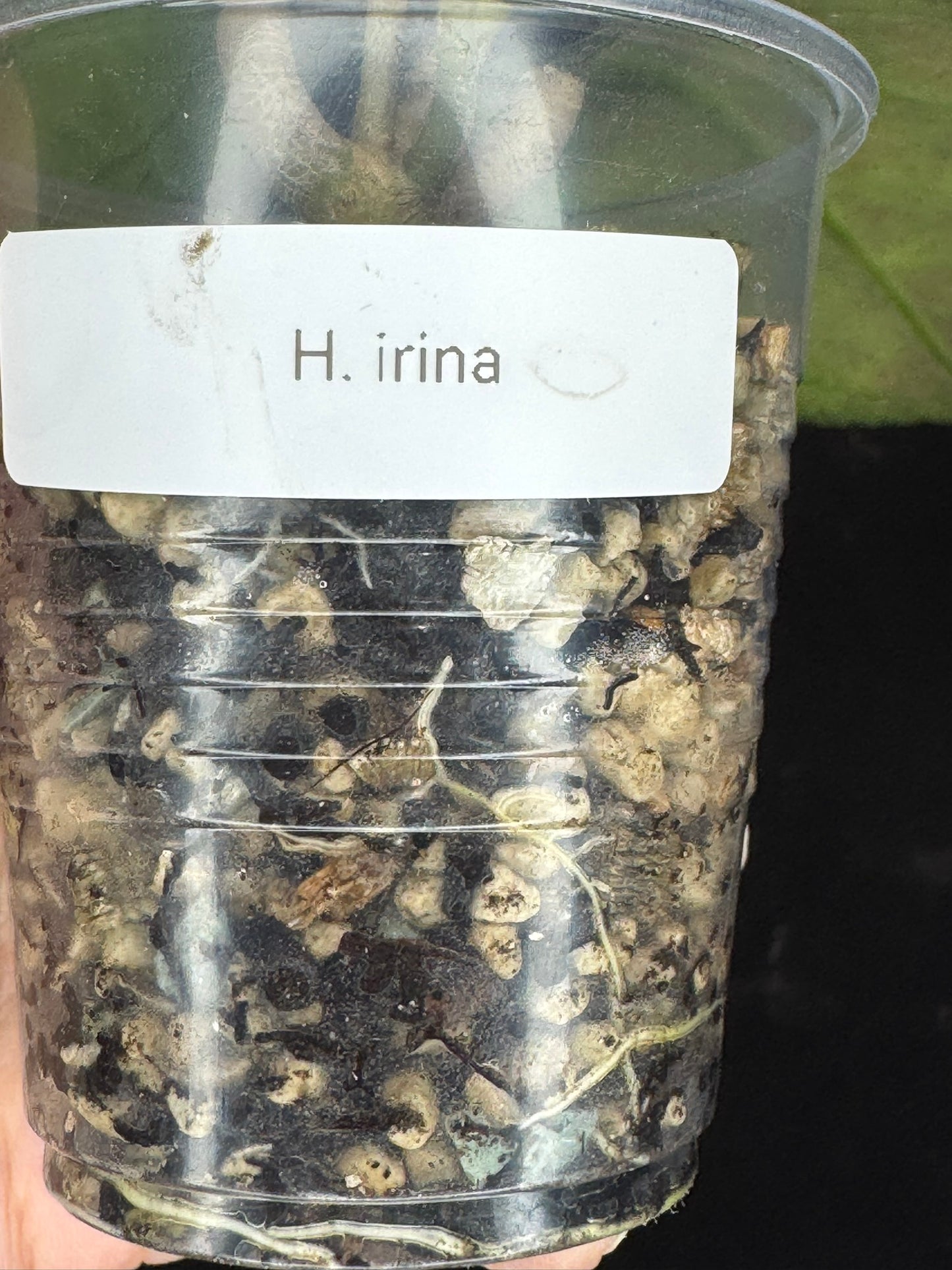 Hoya irina, nice foliage with black veins