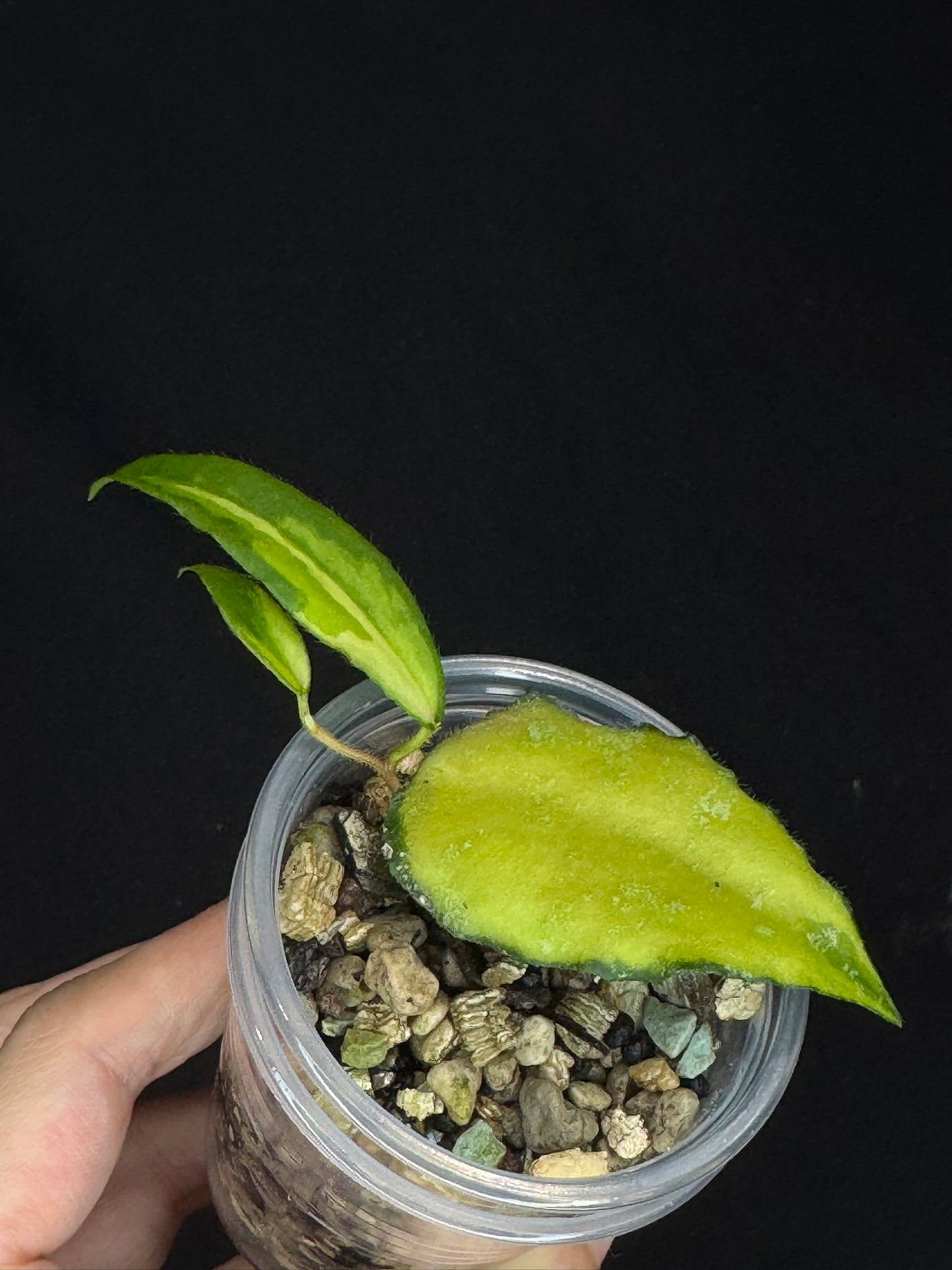 UNICORN🦄! Hoya caudata variegated, neon sunstress variegation color, super rare (Upgrade Shipping is recommended)